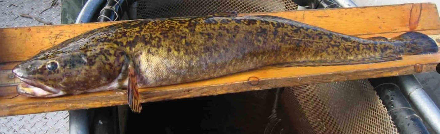 Burbot