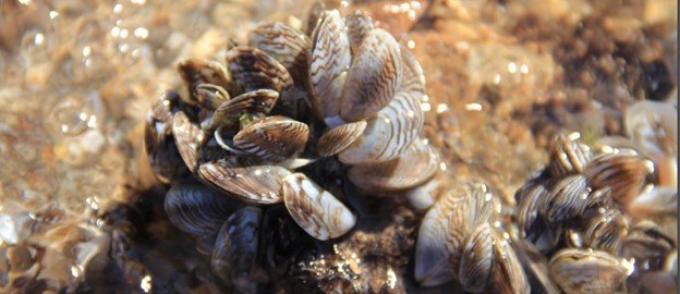 Invasive Mussels