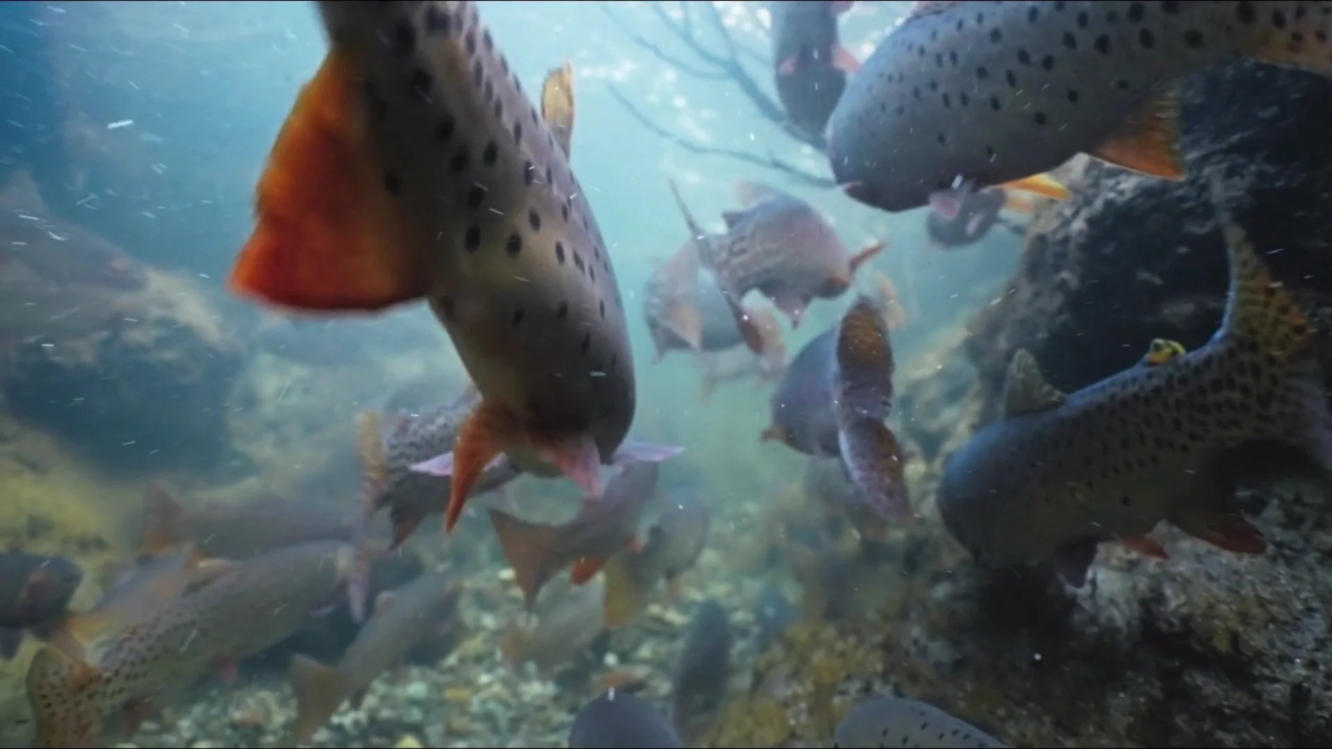 State of the River 2026 - Roan Creek Fish Barrier