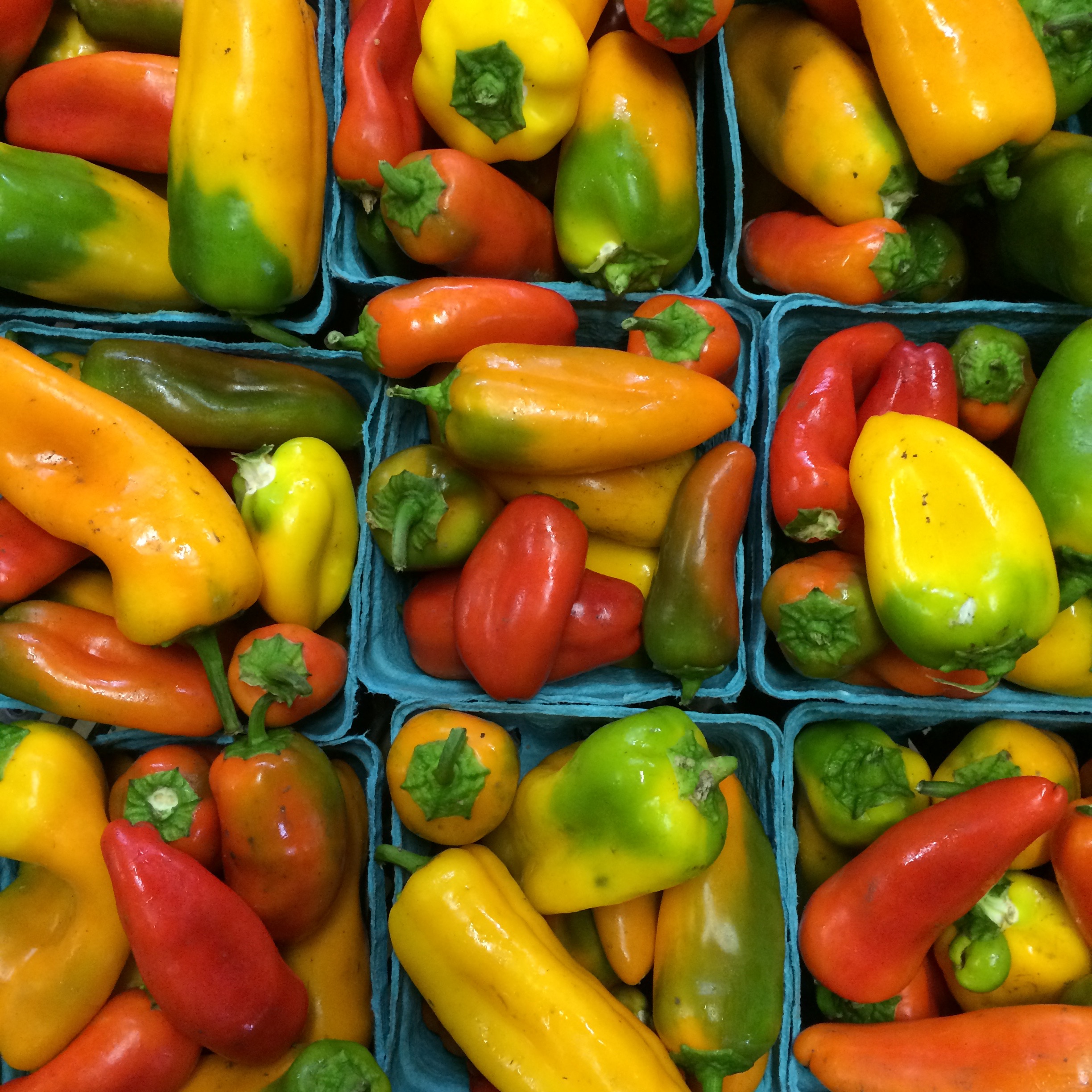 helsing junction farms csa lunchbox peppers