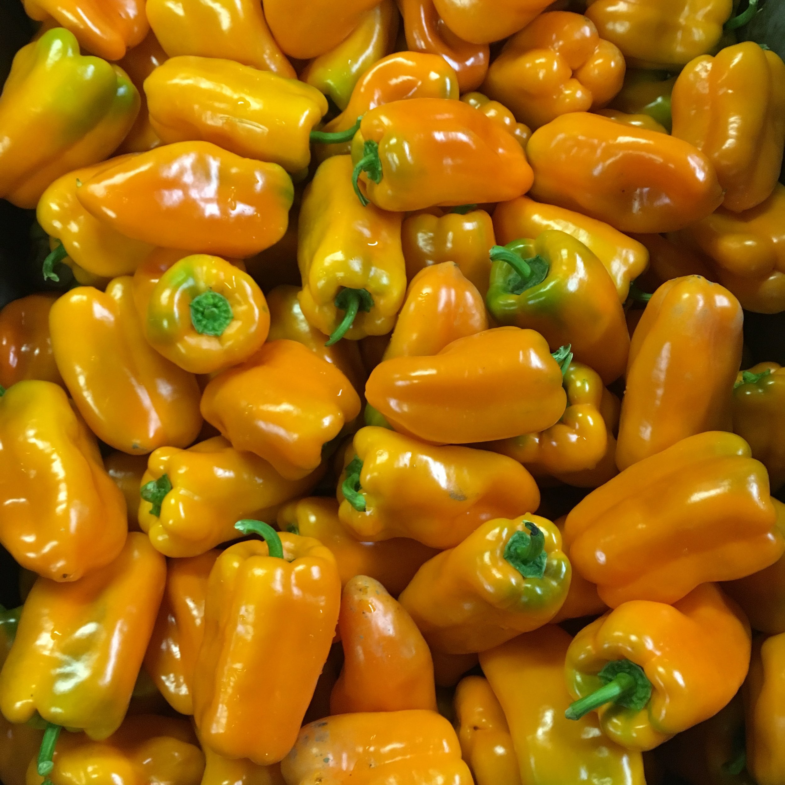 helsing junction farms csa yellow bell peppers