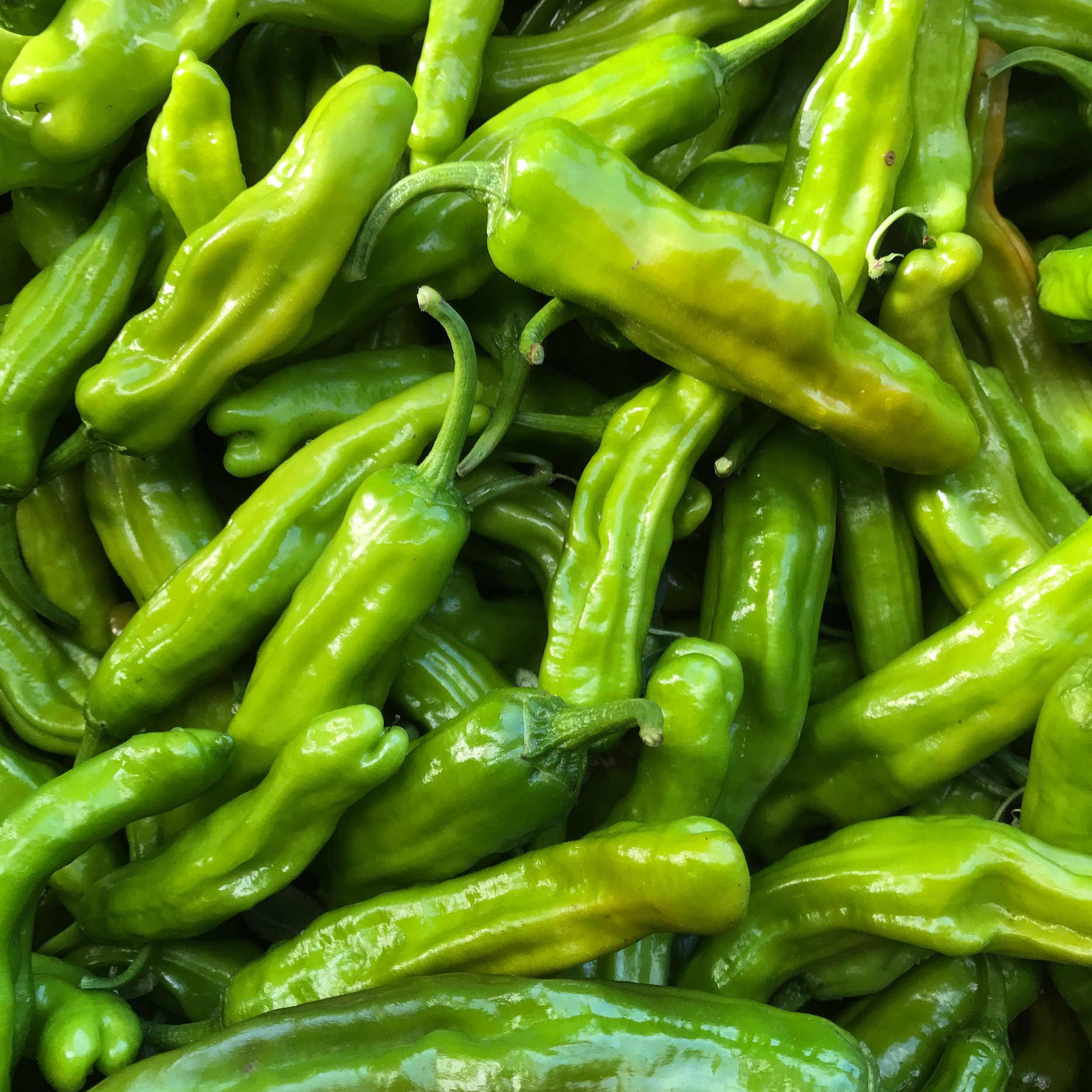 helsing junction farms csa shisito peppers