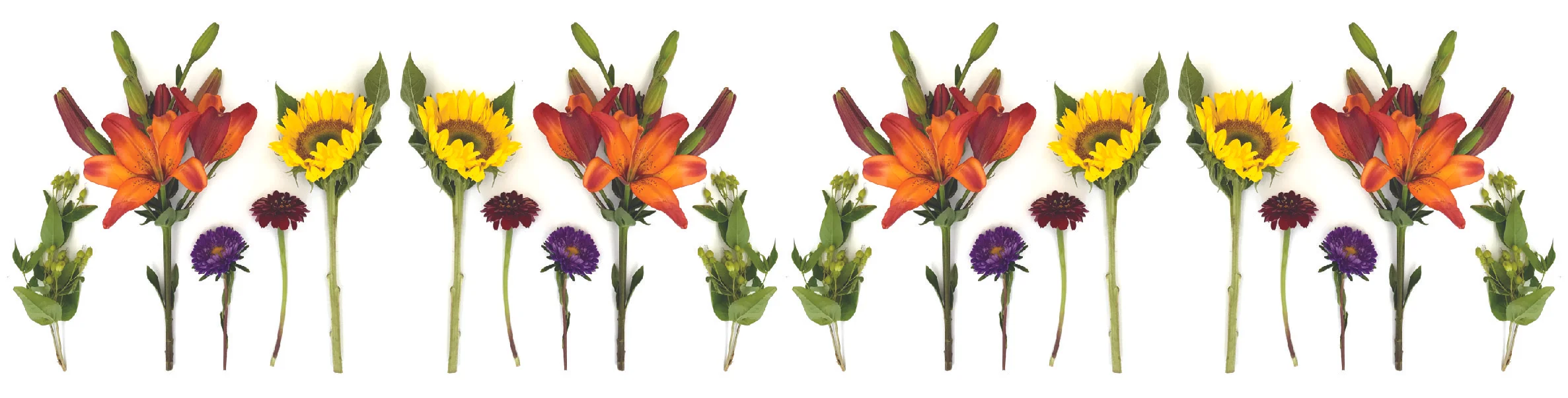HJF Website Flower Border 1.jpg