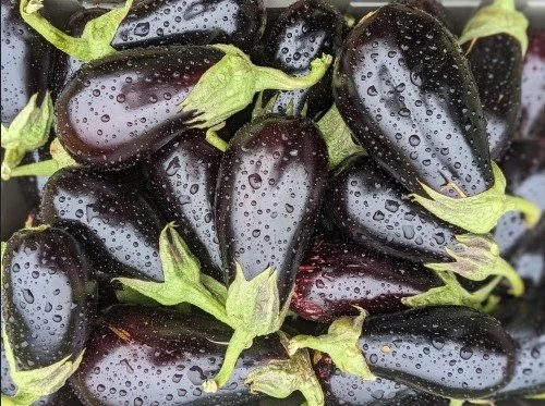 eggplantsbetter.jpg