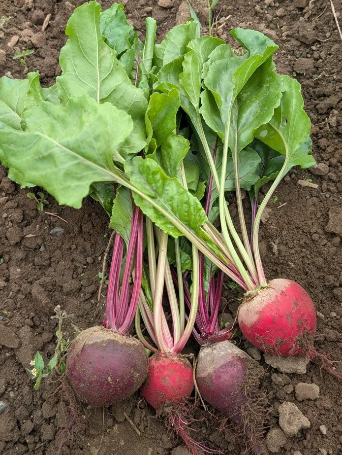 spring26beets.jpg