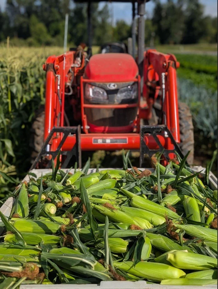 2026corn.jpg