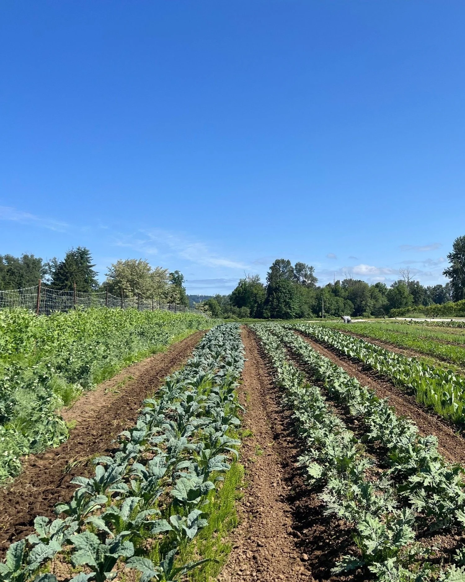 Farm Connection -Organic CSA - Exceptional Produce - Local Products