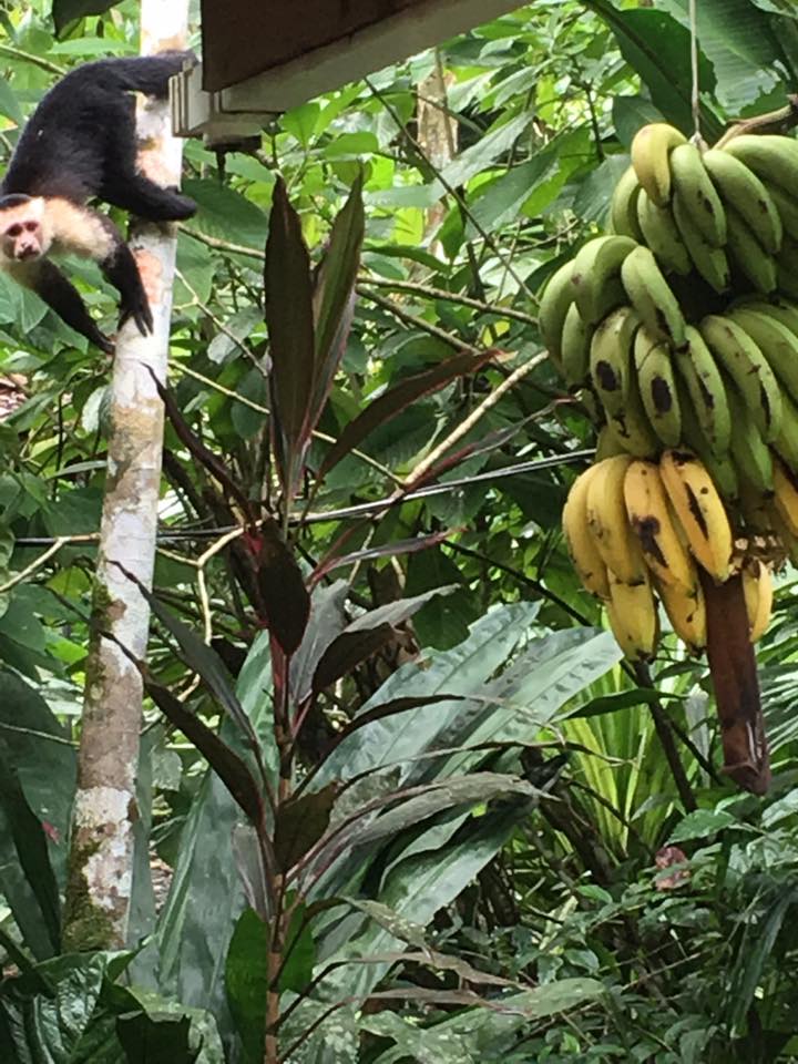 Jungle.jpg