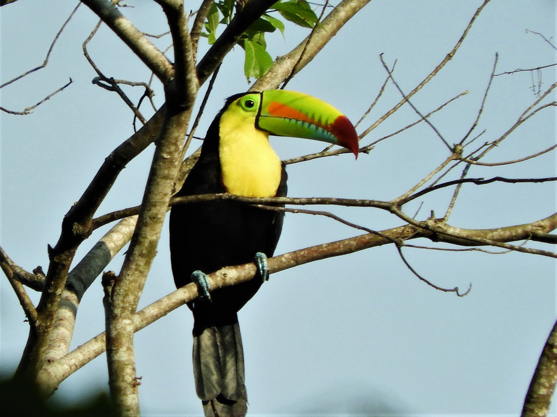 Toucan.jpg
