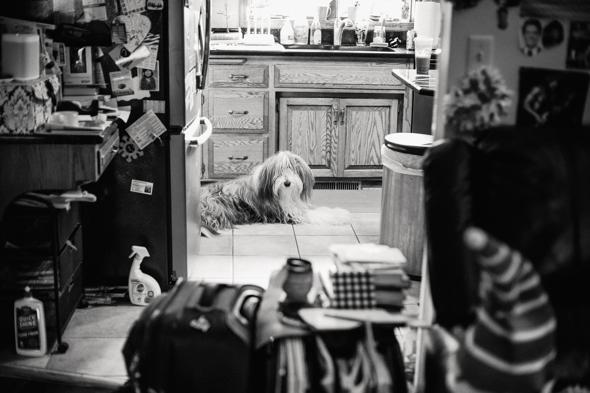 Miah, their loving dog.
