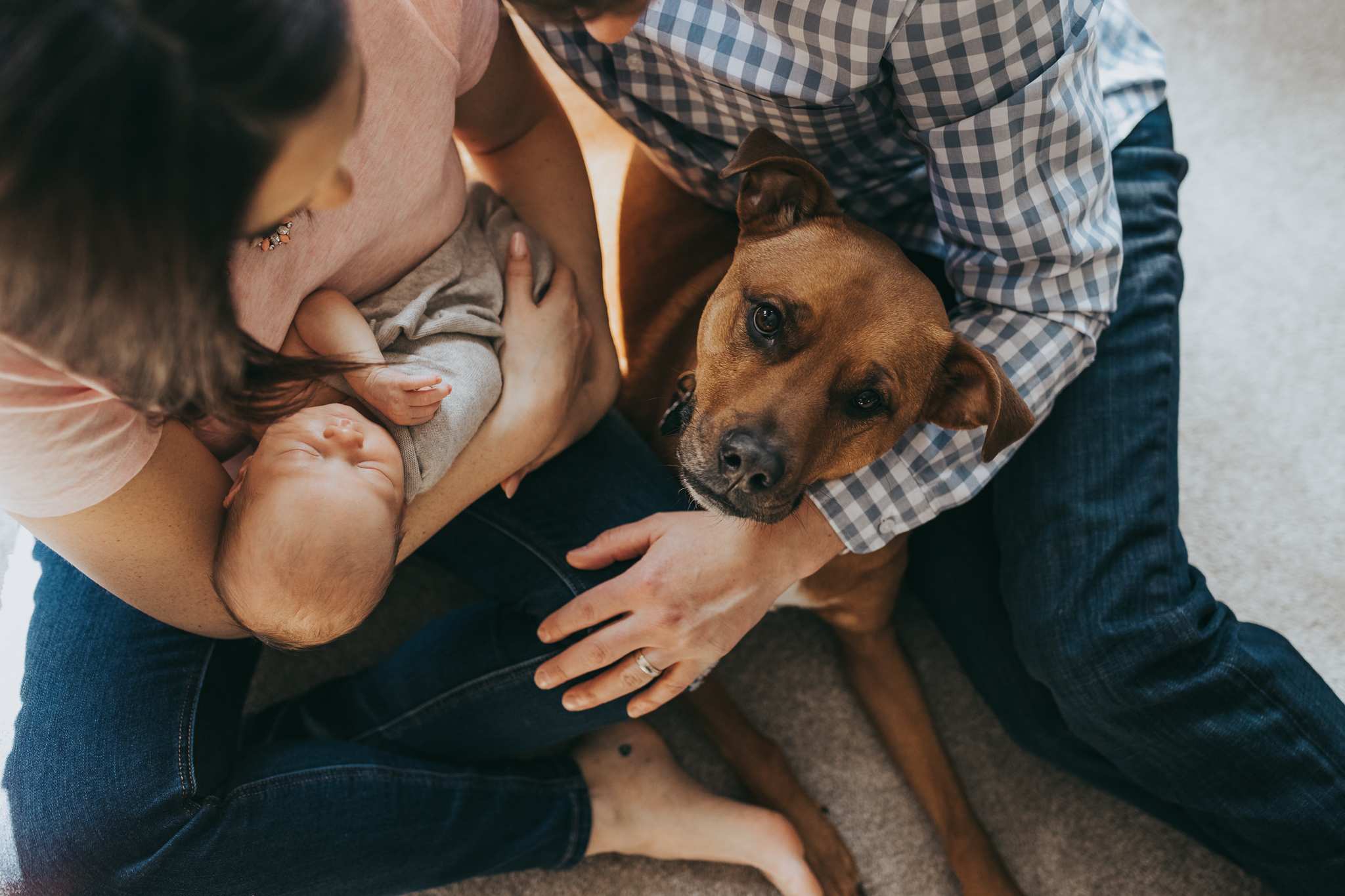 family dog with newborn baby and parents - AMG Photography