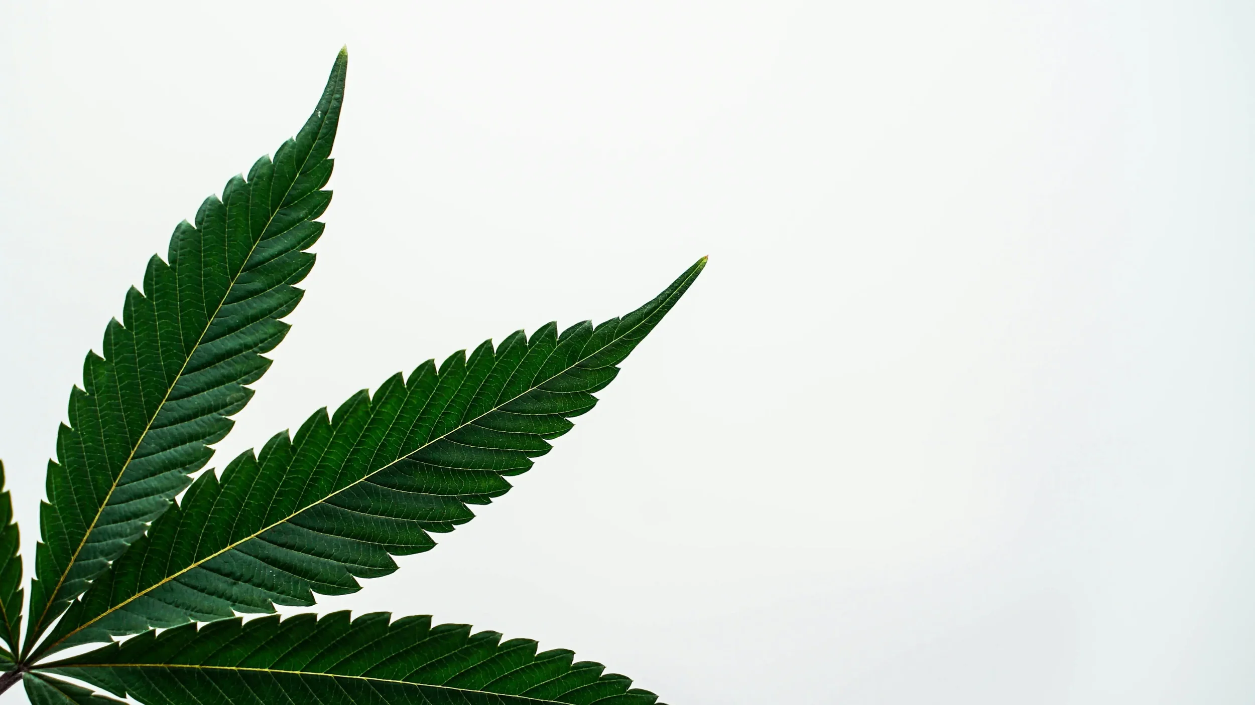 How Do I Know If My Marijuana Use Is Too Much? Learning about Cannabis Use Disorder