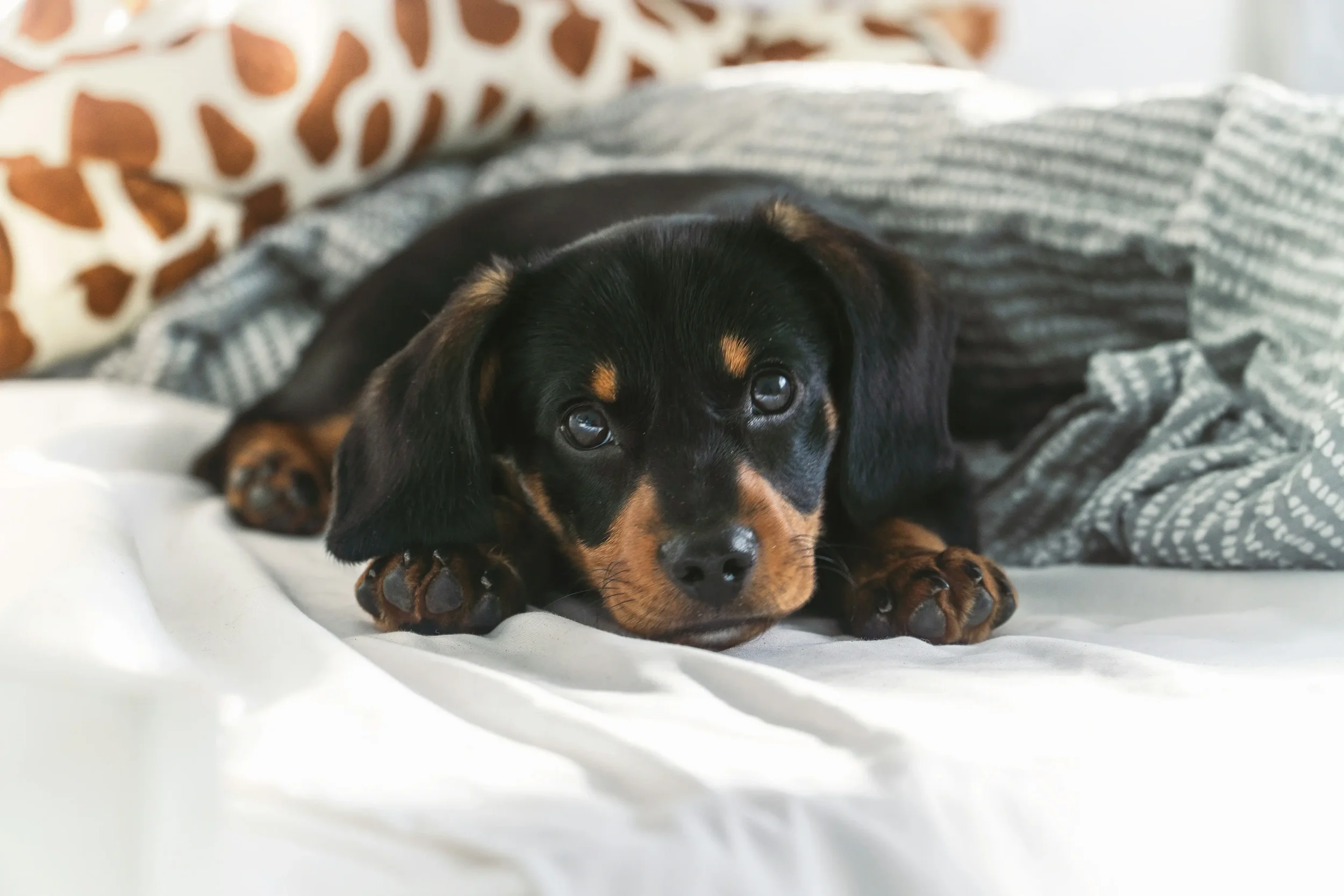 A dog laying in a pile of sheets