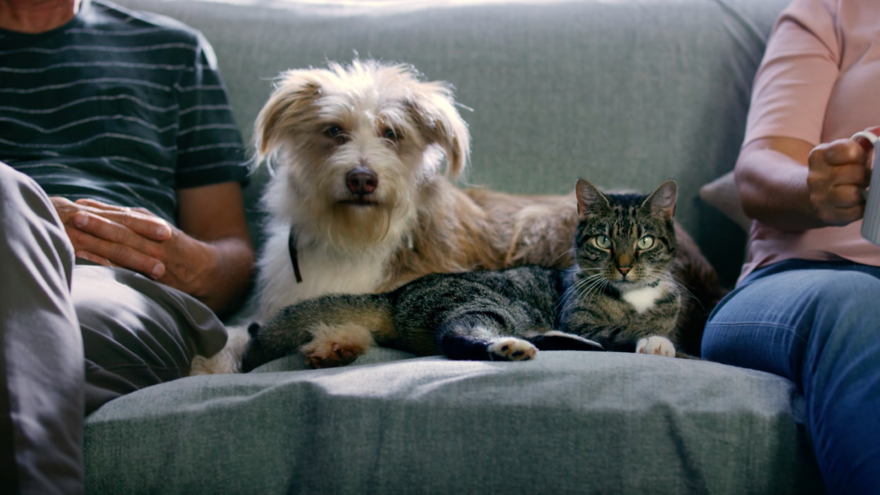 M&S Bank Pet Insurance | Part of the Family