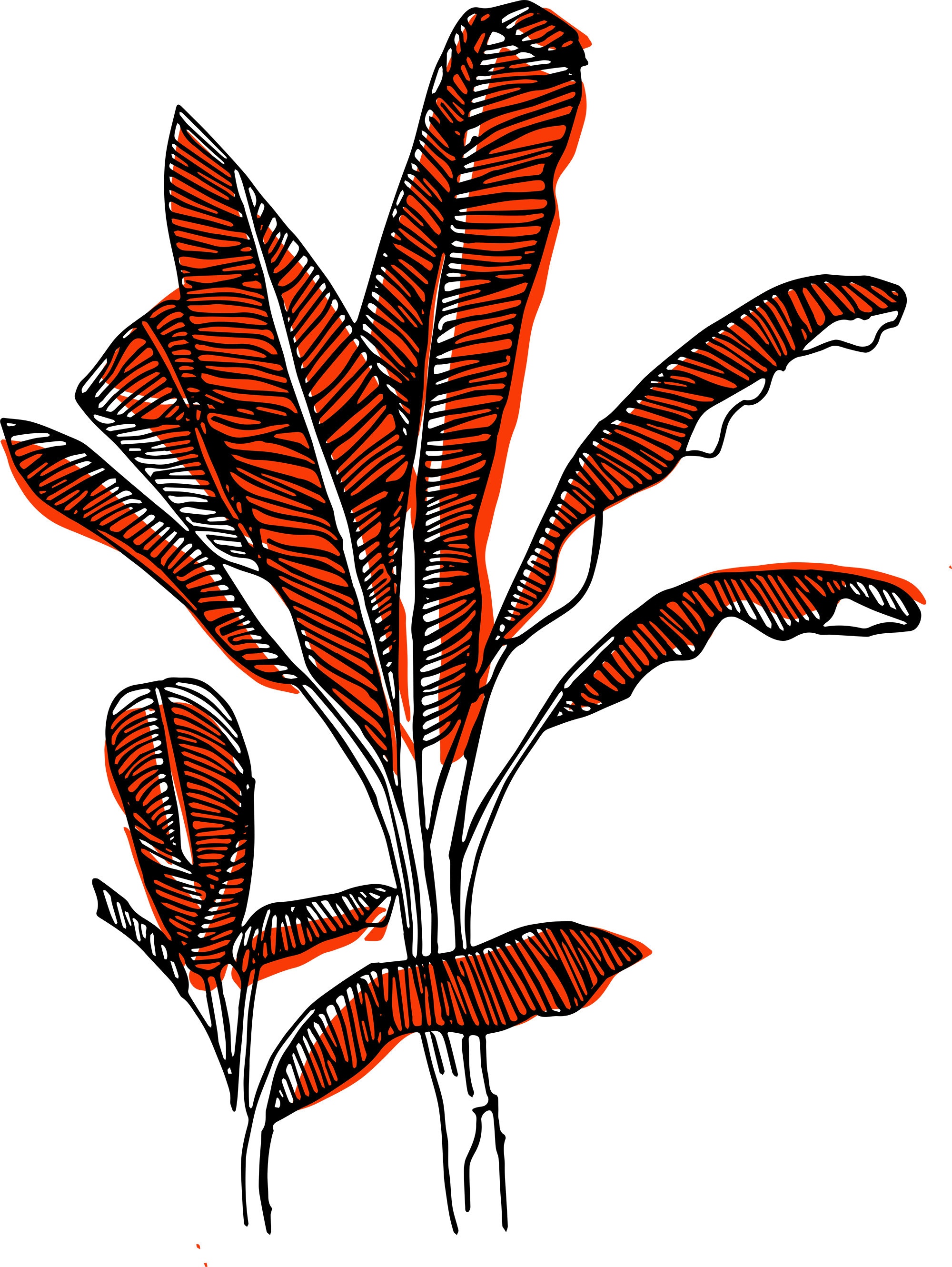 Wild-Mala-Banana-Tree-Coral.png