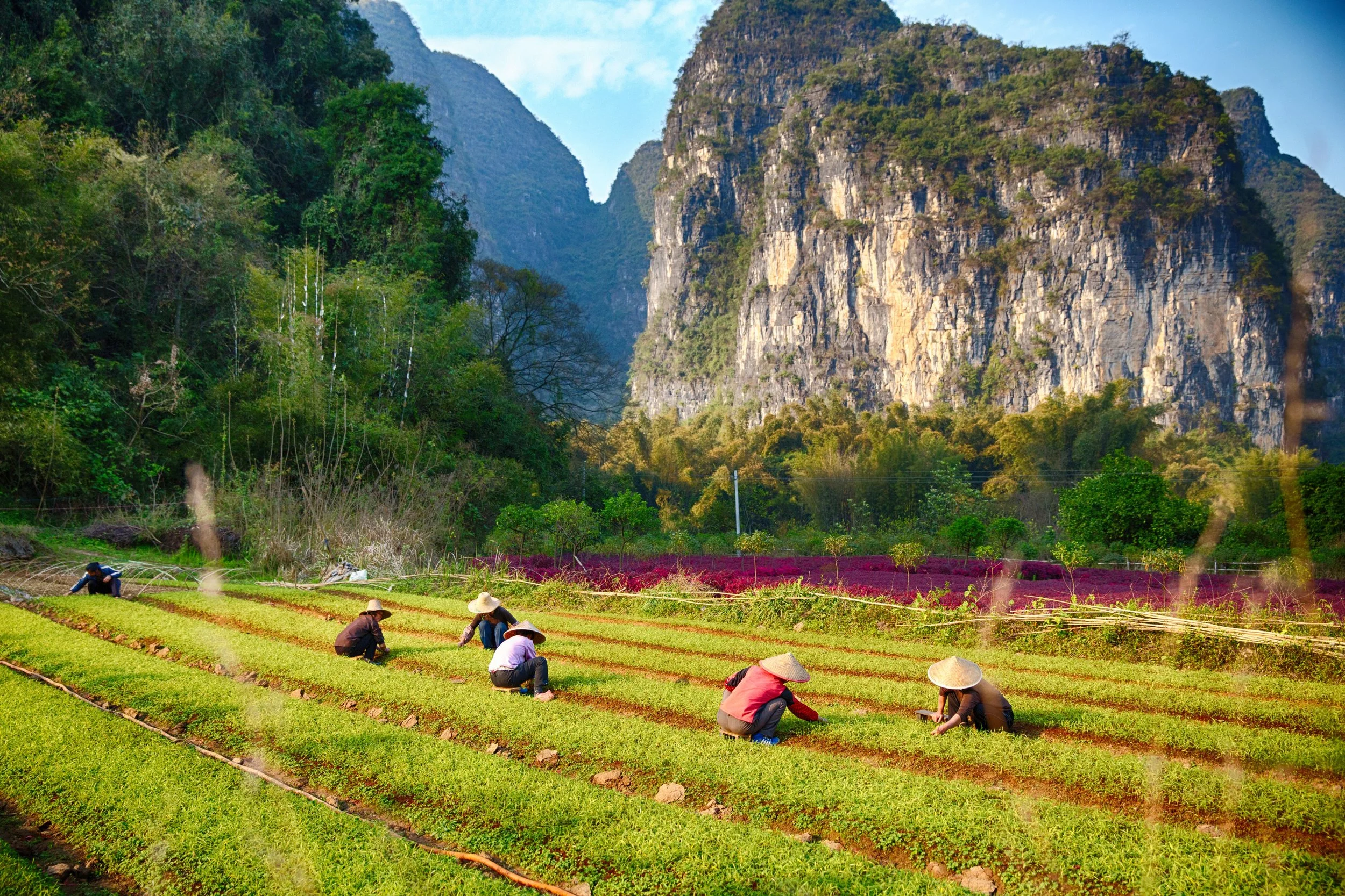 Chinese farmers in the fields