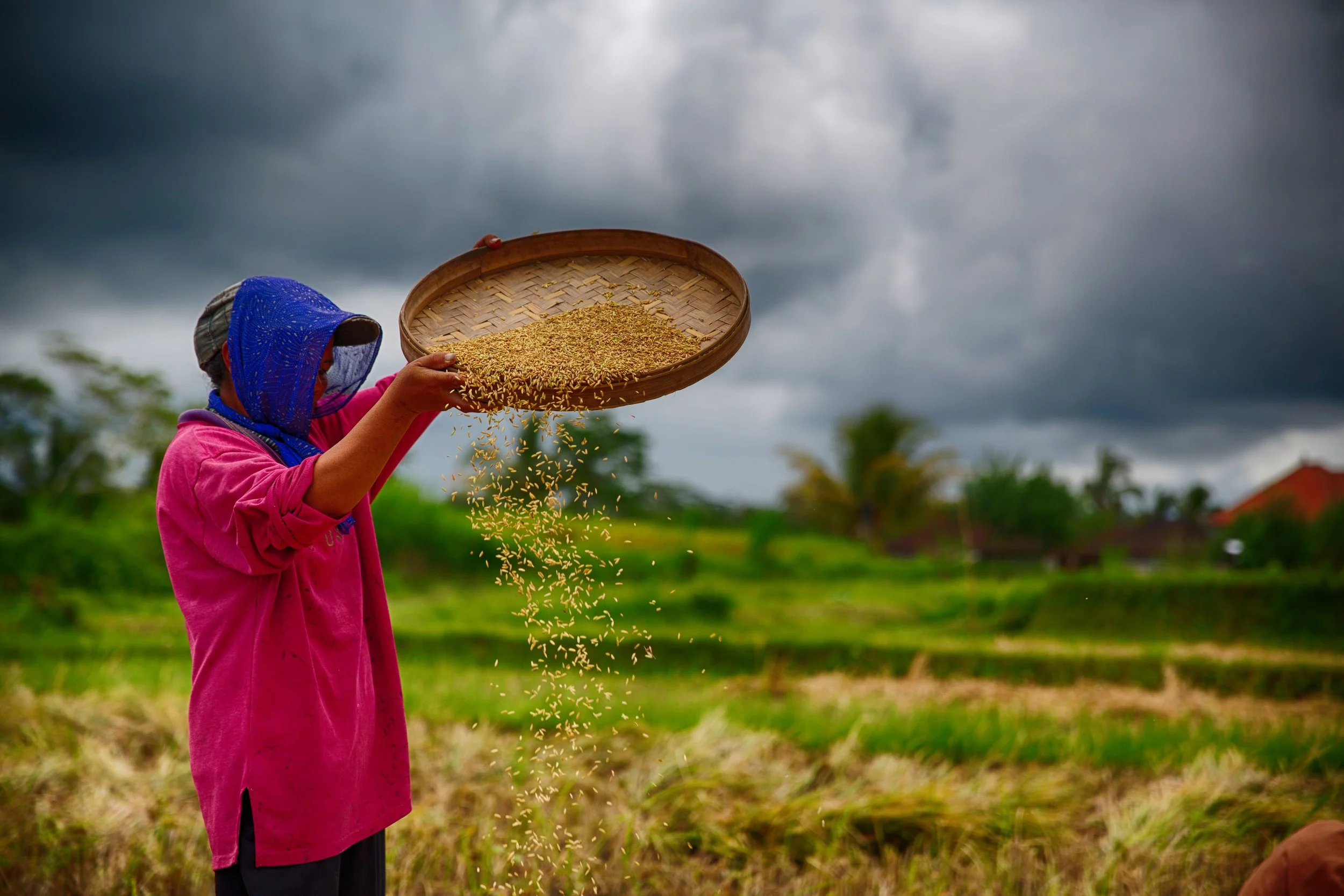 A Balinese woman harvests rice