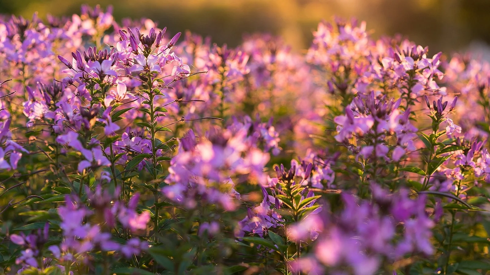 Divorce à l'amiable_Prix forfaits.jpeg