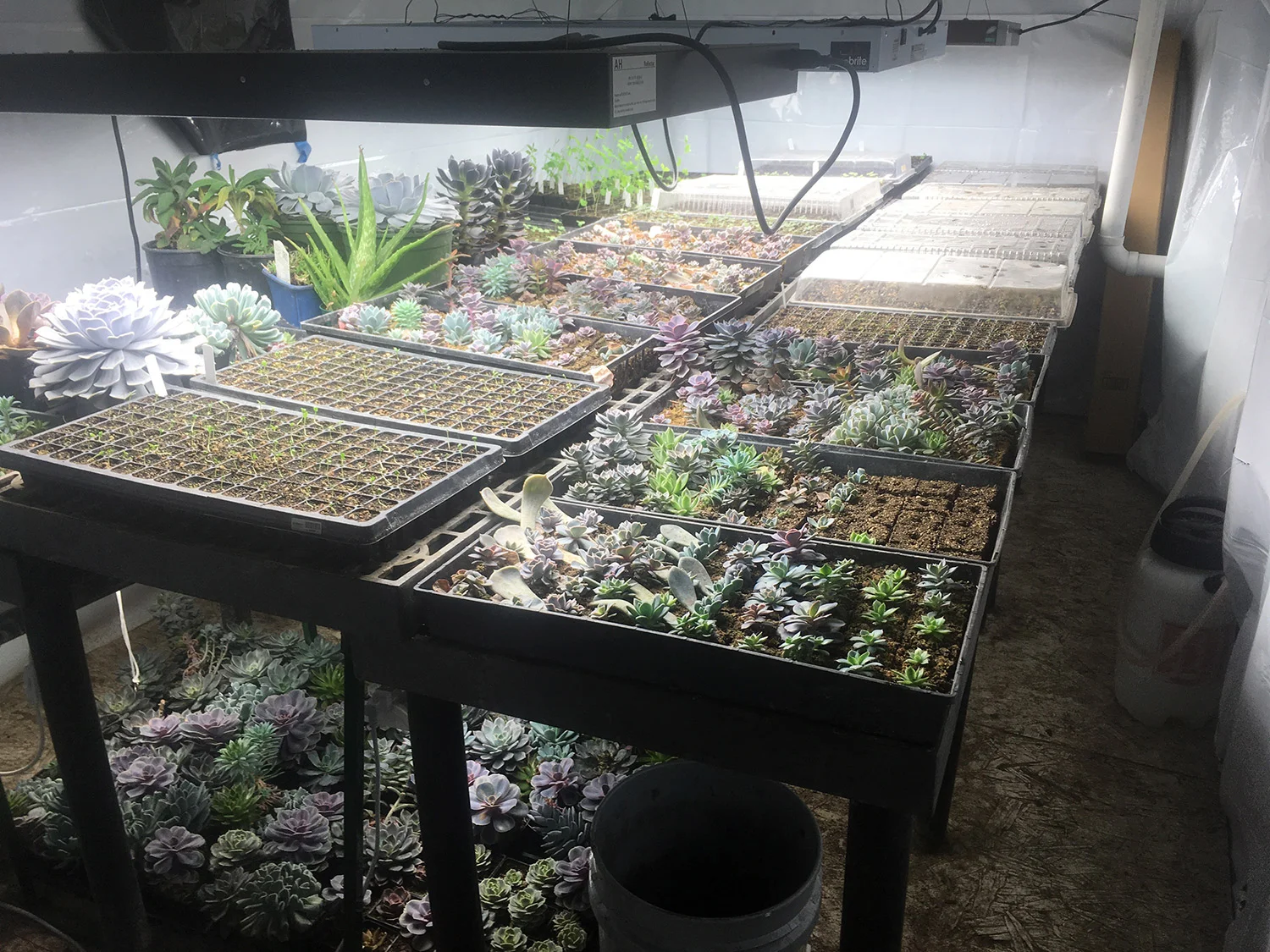 Space #1, with the white plastic walls and a billion succulents.