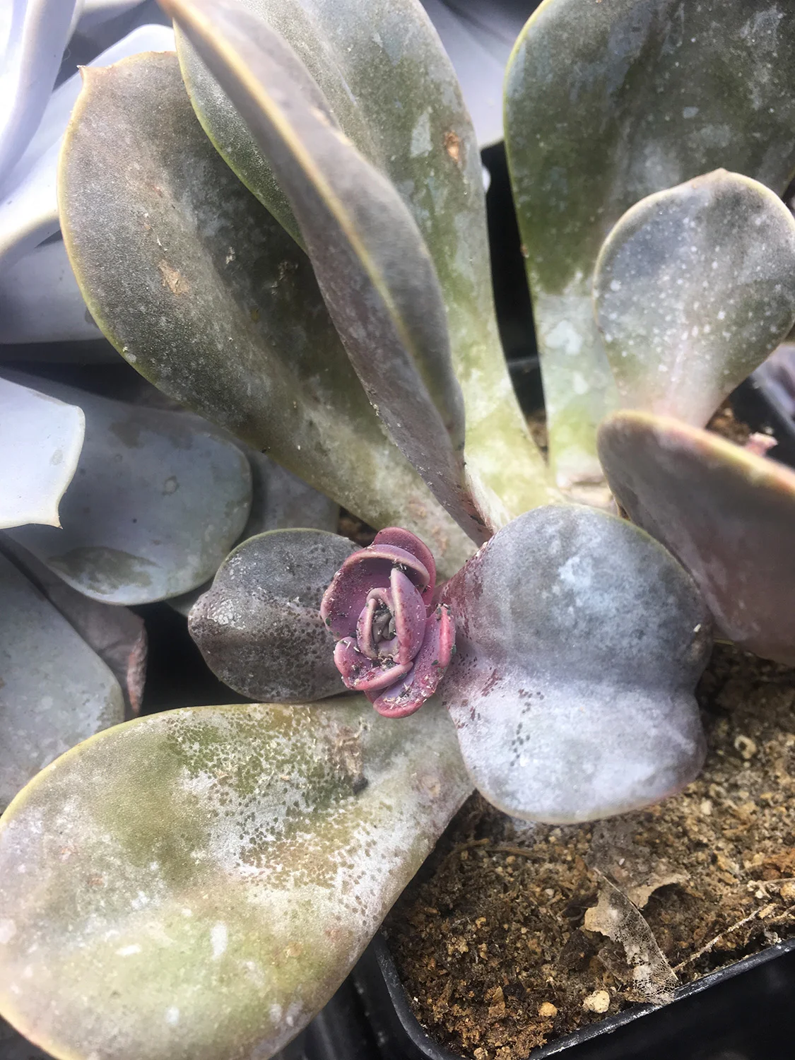 Aphids. Ew. But also, this shows how plantlets can arise from the stumps of beheaded plants.