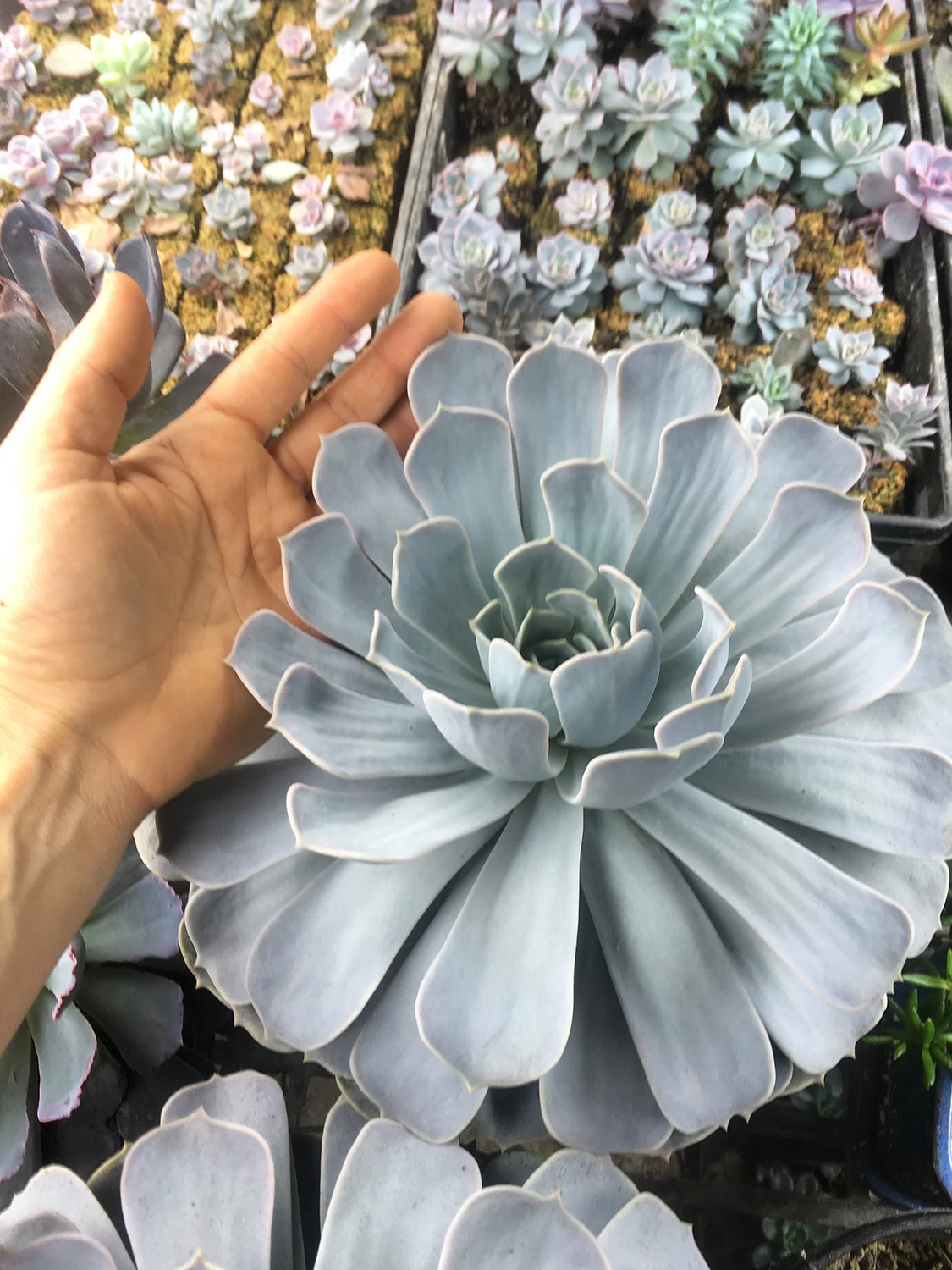 Some of my succulents are huge! These ones are about 3 years old, and they have been beheaded and replanted a few times - they just keep truckin’.