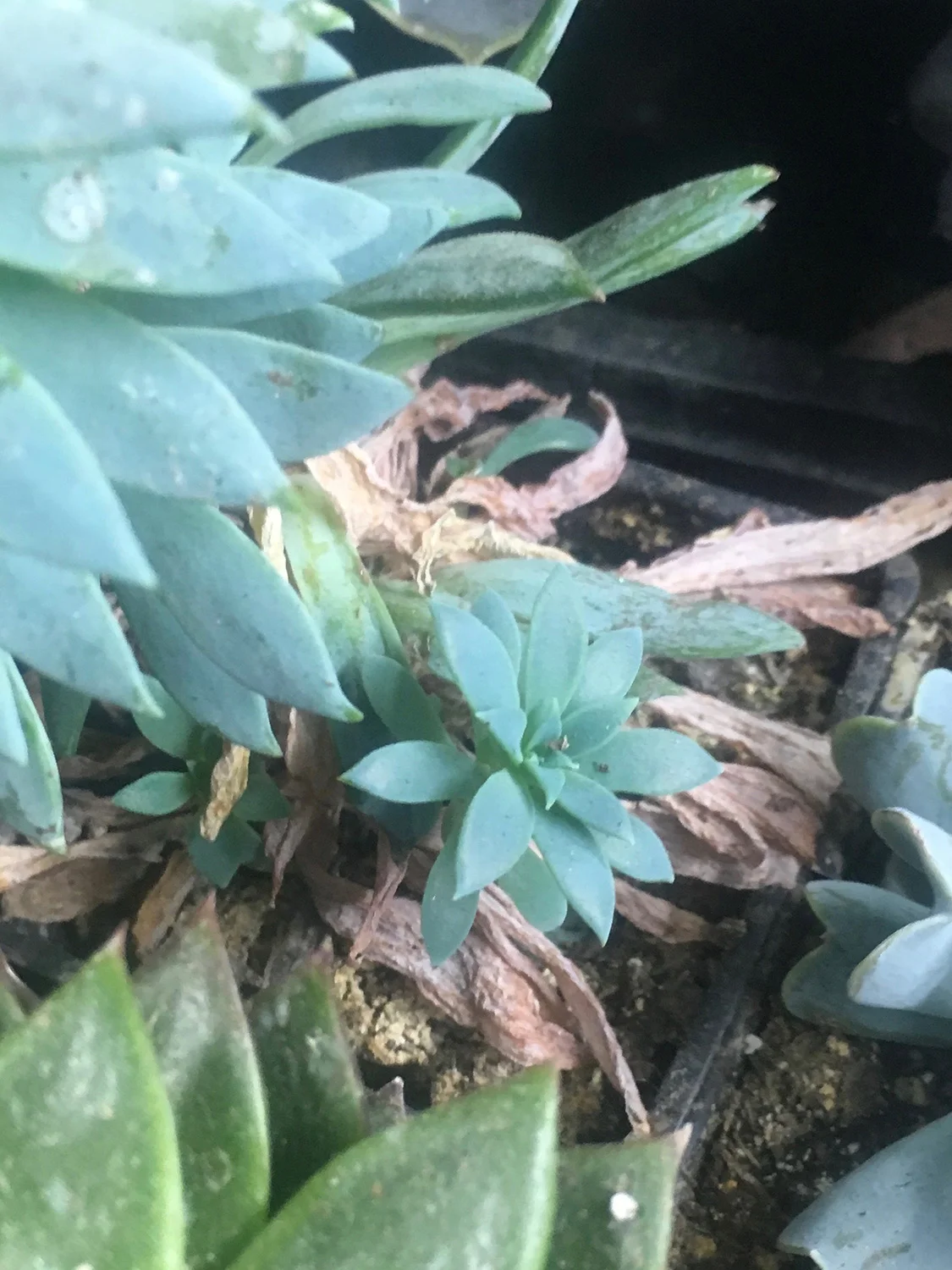 This little sucker is coming out of the soil from beneath her momma plant.