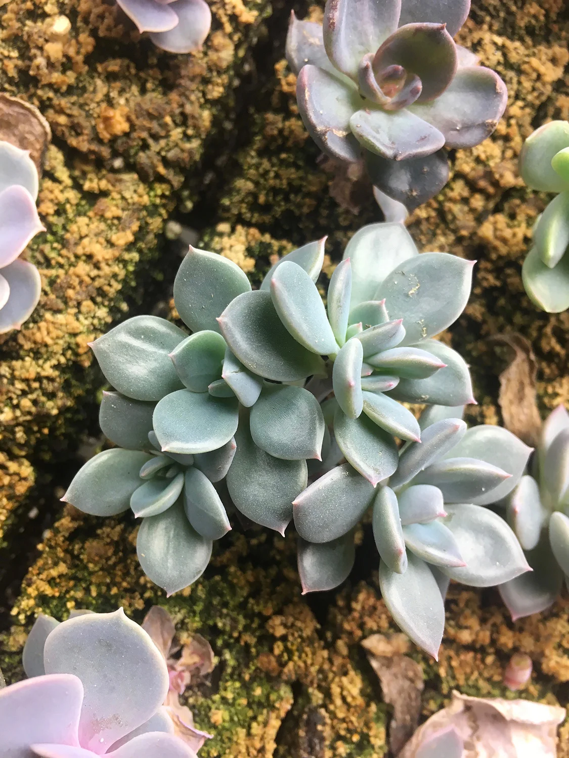 Often, new plantlets will come in pairs, triads, or quartets. They can be divided.