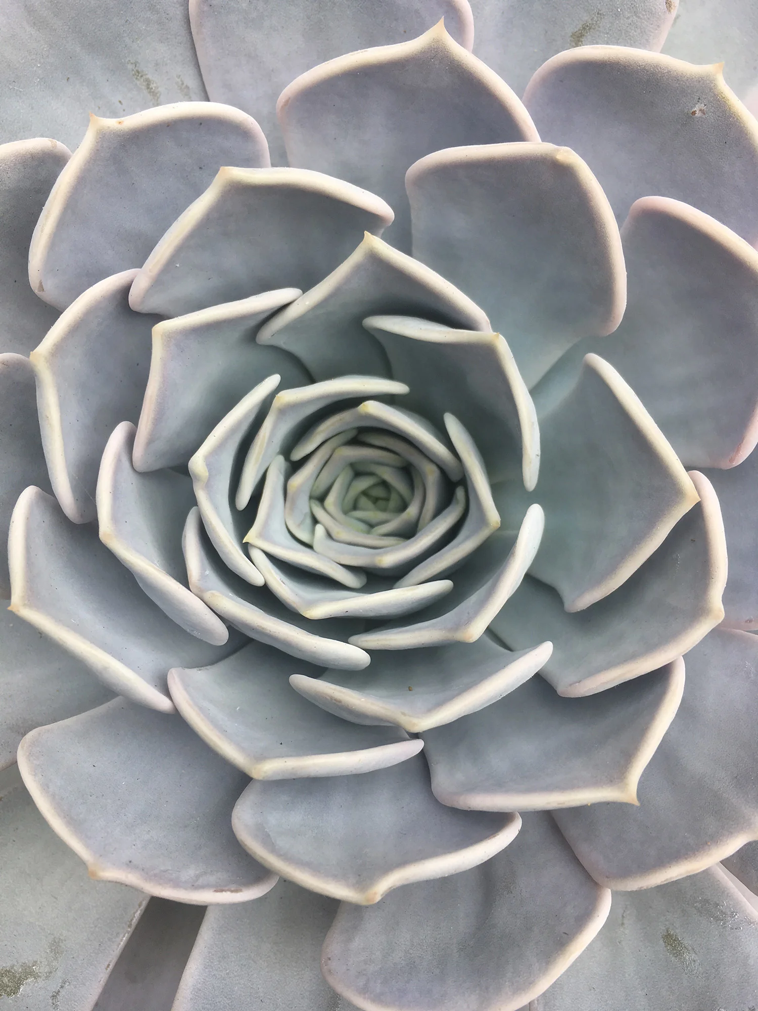 Lilacina - Very productive, easy to propagate, and grow quite large.