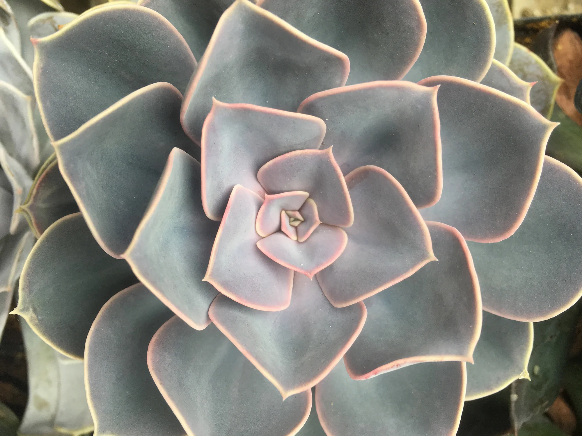 Perle Von Nurnberg - easiest and most productive of all, fast to size.