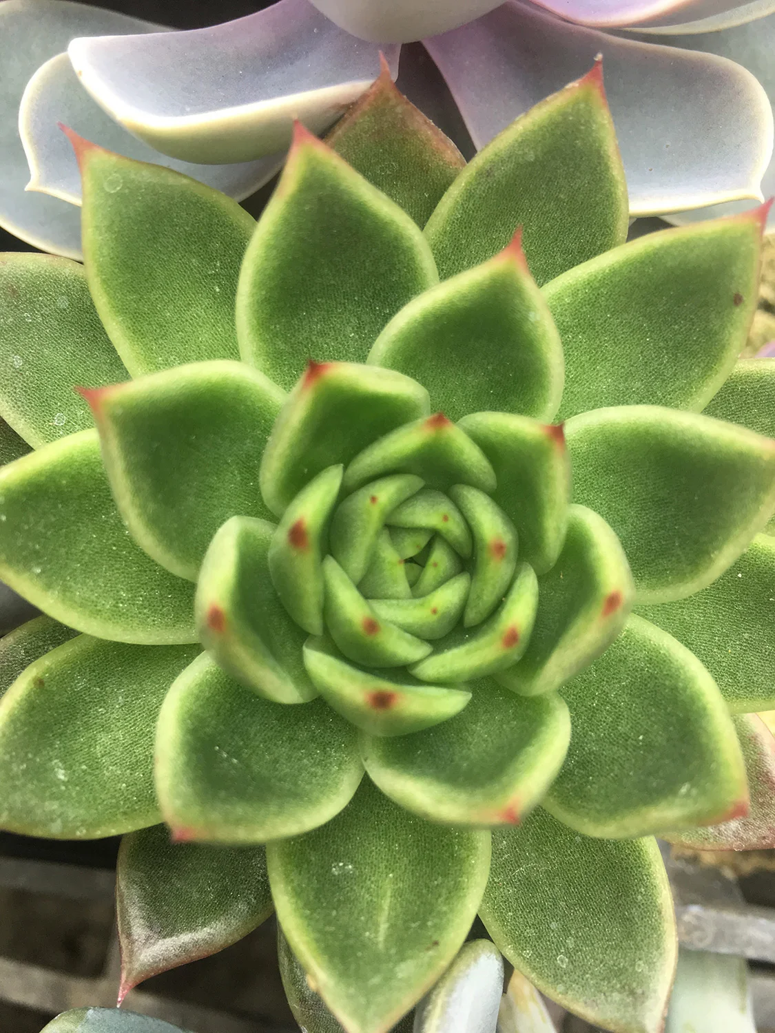 Lipstick (?) - not so easy to propagate, but very pretty and worth the effort.