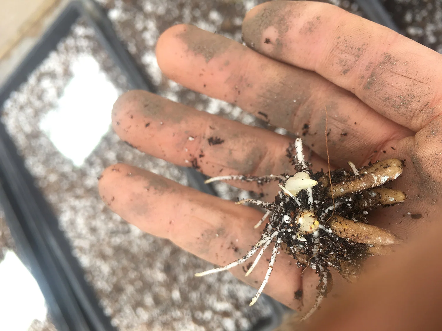 Pre sprouted ranunuculus corm