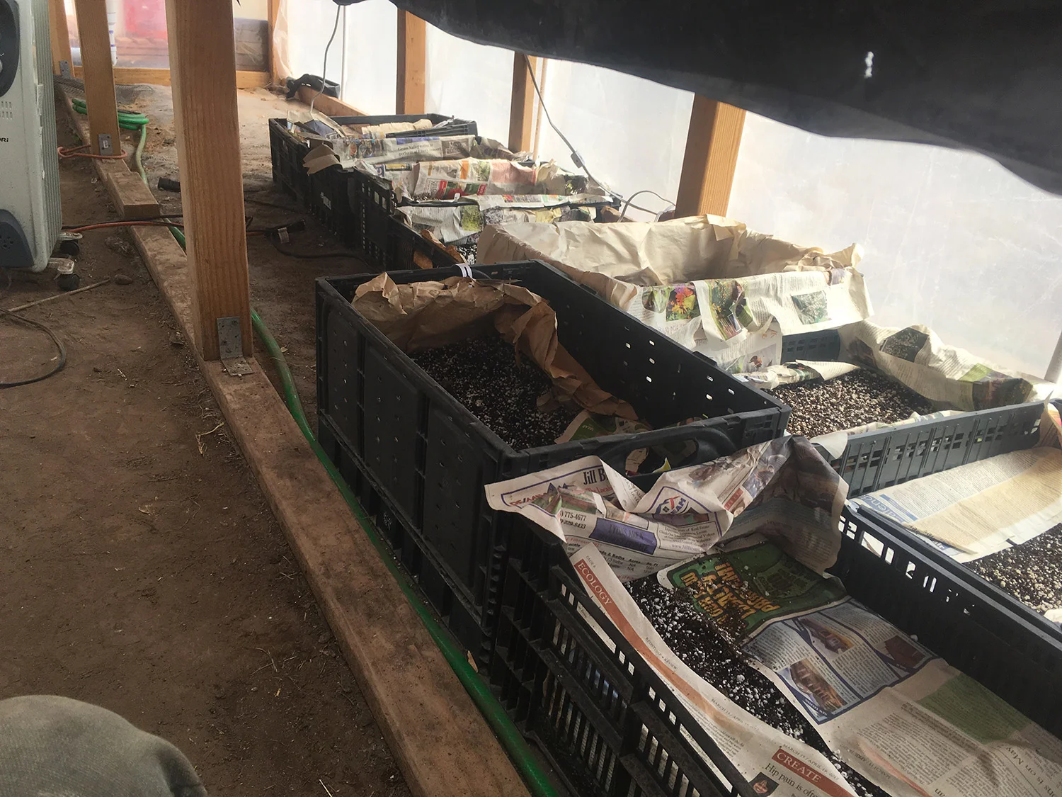 Under the benches, the tubers still get lots of light!
