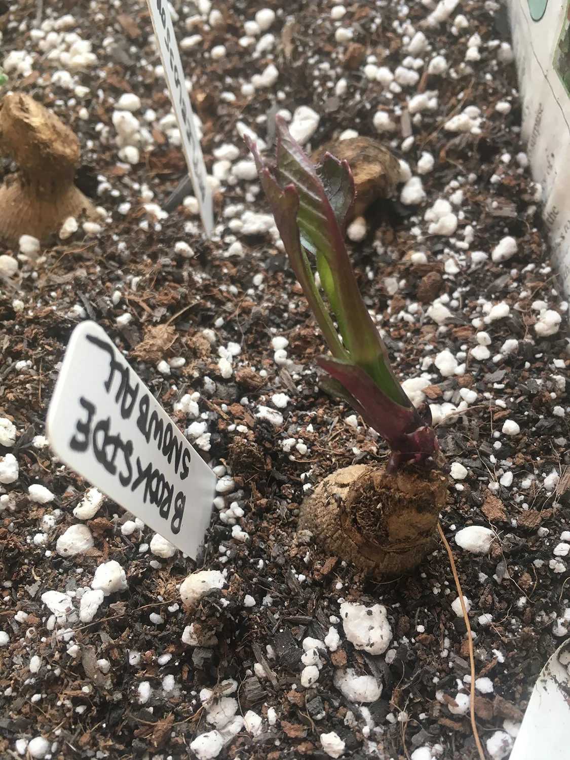 Sprouts!