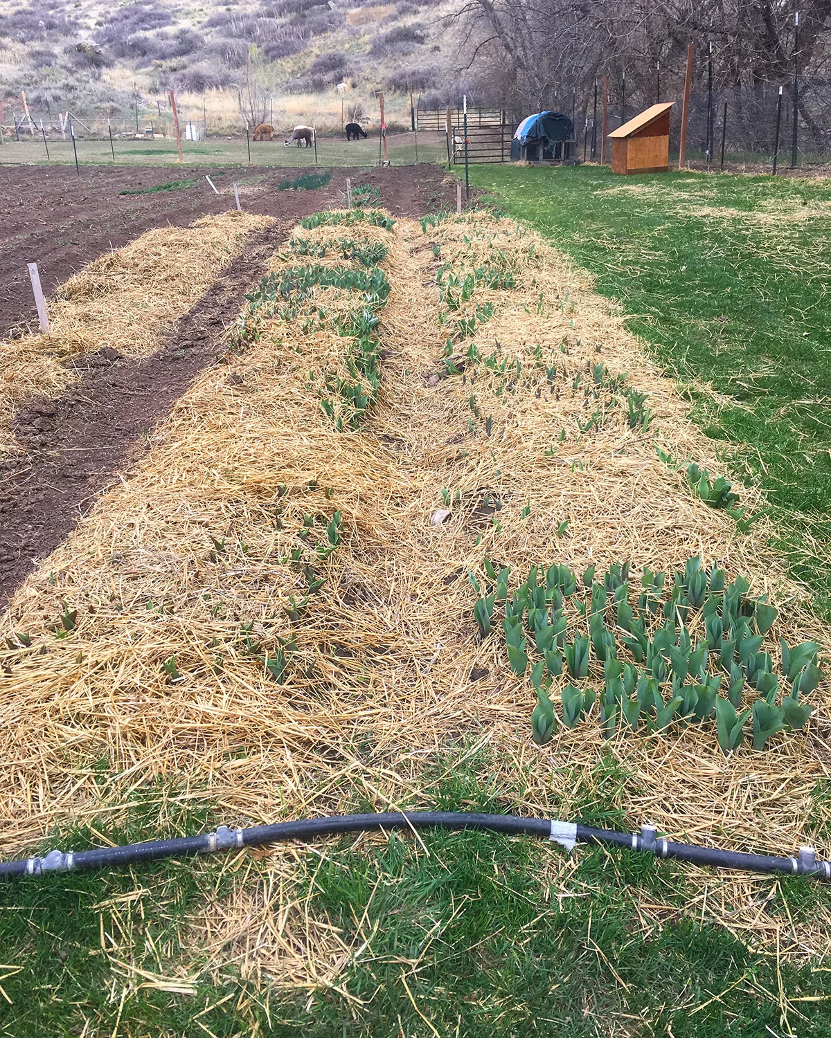 Tulips, so early