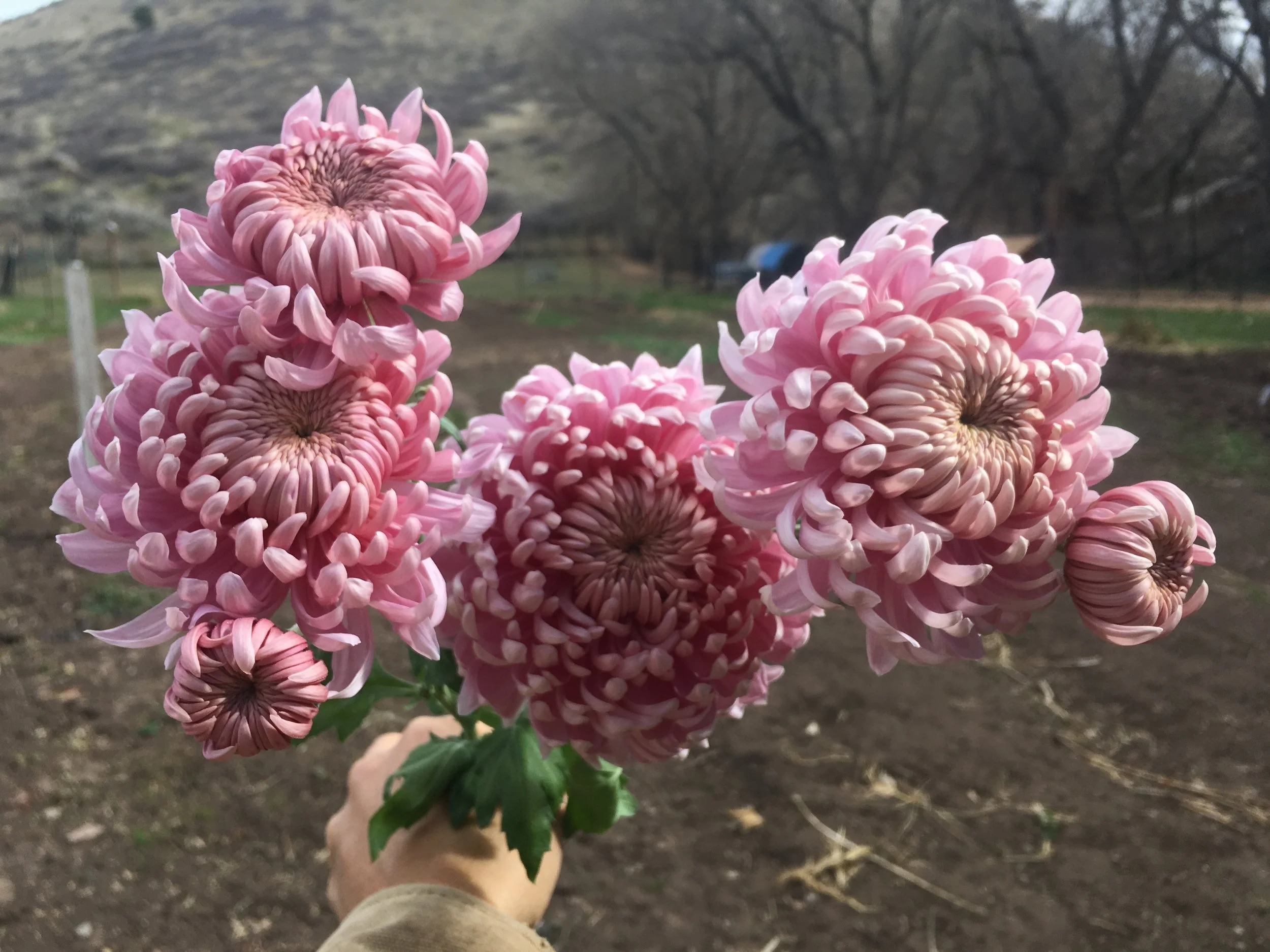 Savannah Charlton mums - just incredible. This one stem lasted 3 weeks in my house.
