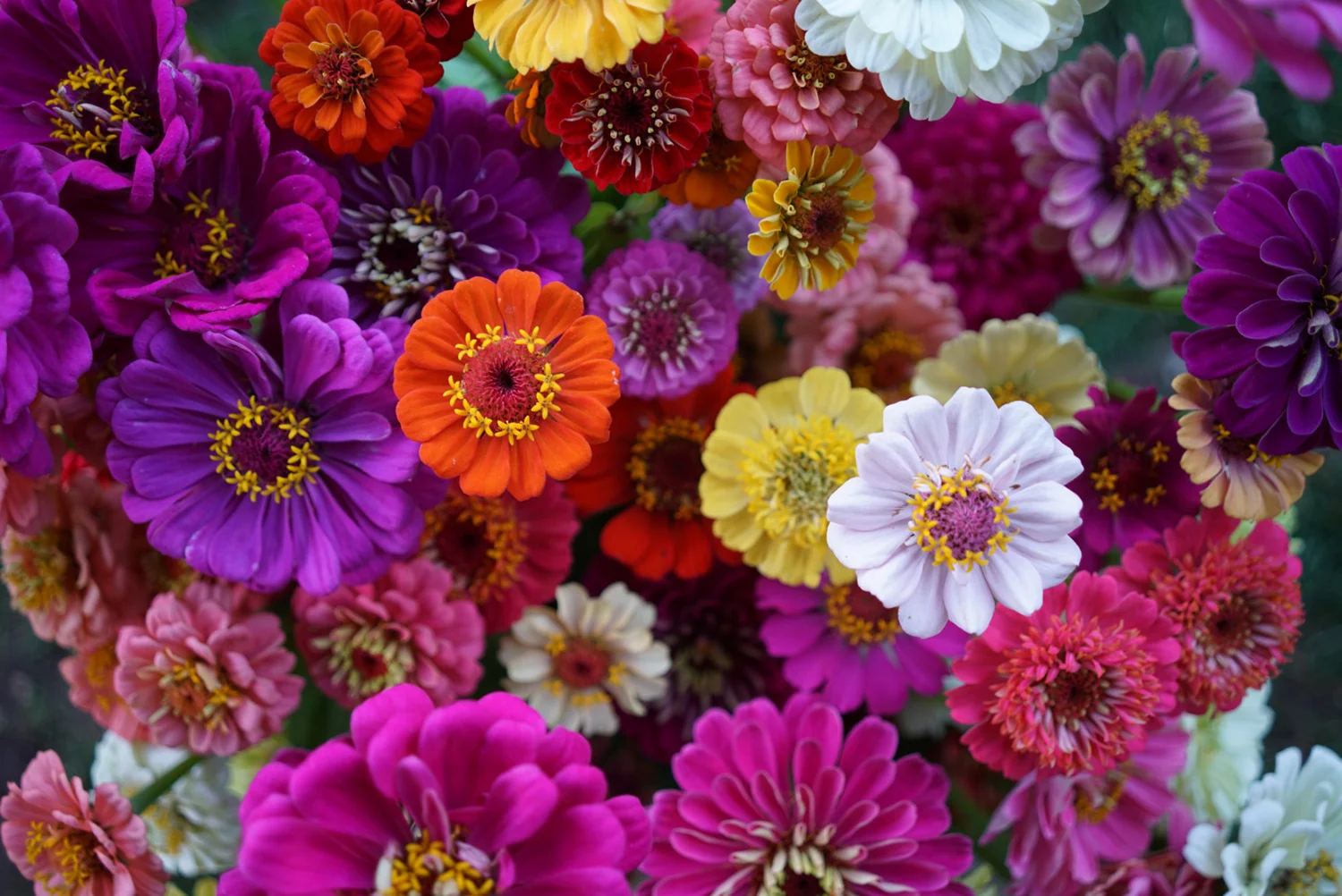 nelson-esseveld-farmette-flowers-29.jpg