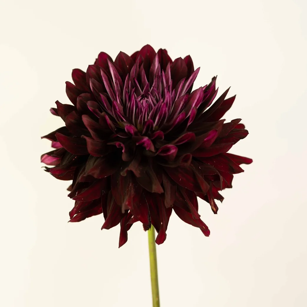 Hollyhill-Black-Beauty.jpg