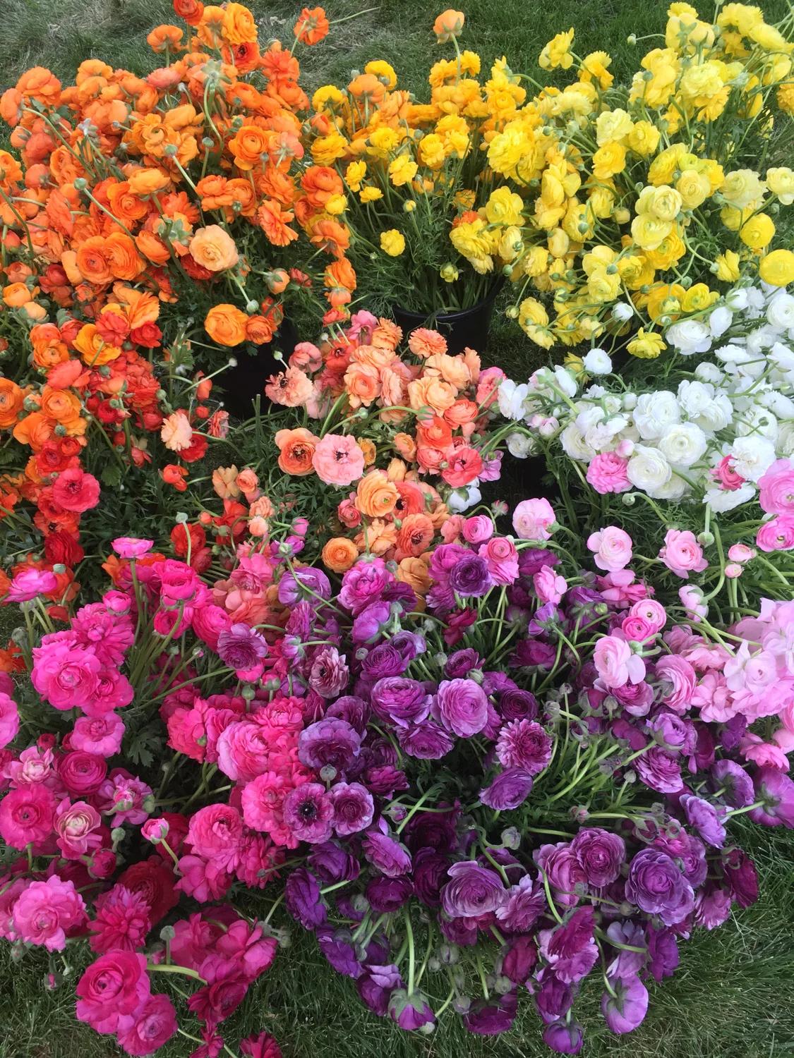 Clockwise from top right: ‘Amandine Yellow’, ‘La Belle White’, ‘Amandine Marshmallow’, ‘La Belle Violet’, ‘Amandine Bonbon’, ‘La Belle Dark Orange’, ‘Amandine Orange’, ‘La Belle Gold’, with ‘La Belle Champagne’ in the center.