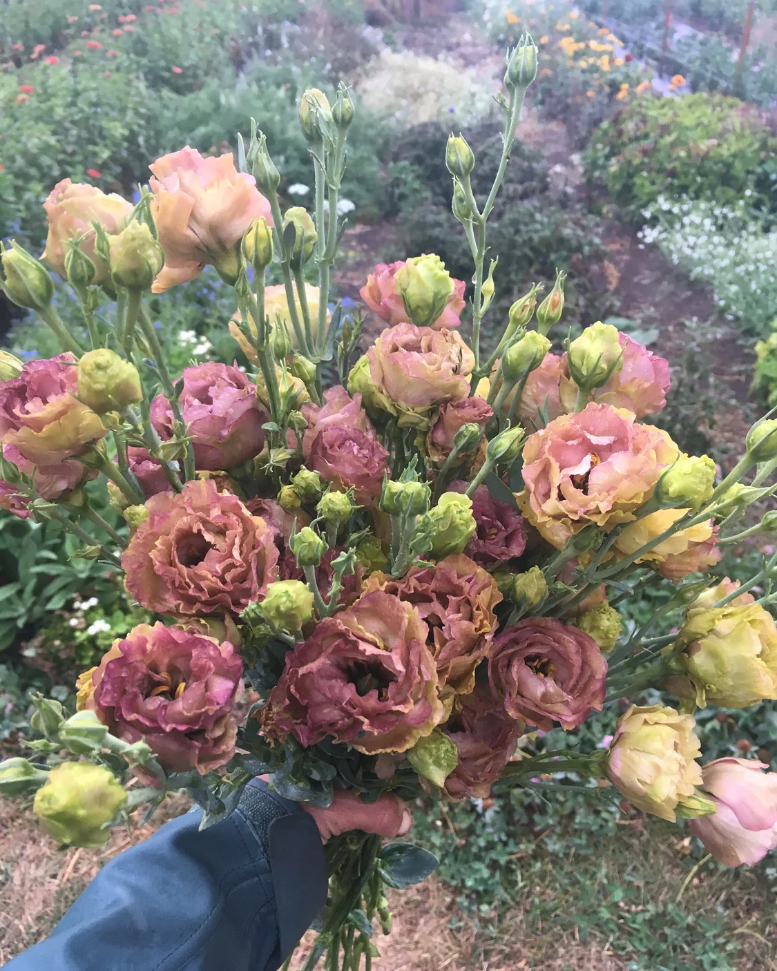 Lisianthus ‘Roseanne Brown’.