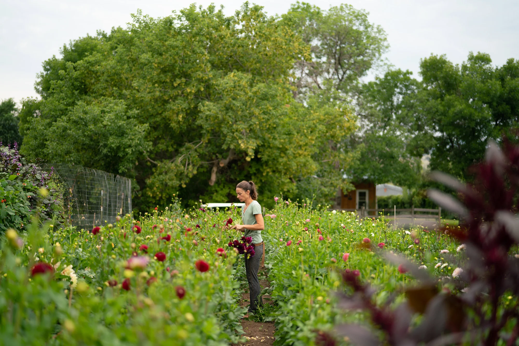 Rows on rows on rows. Image ©Nelson Esseveld
