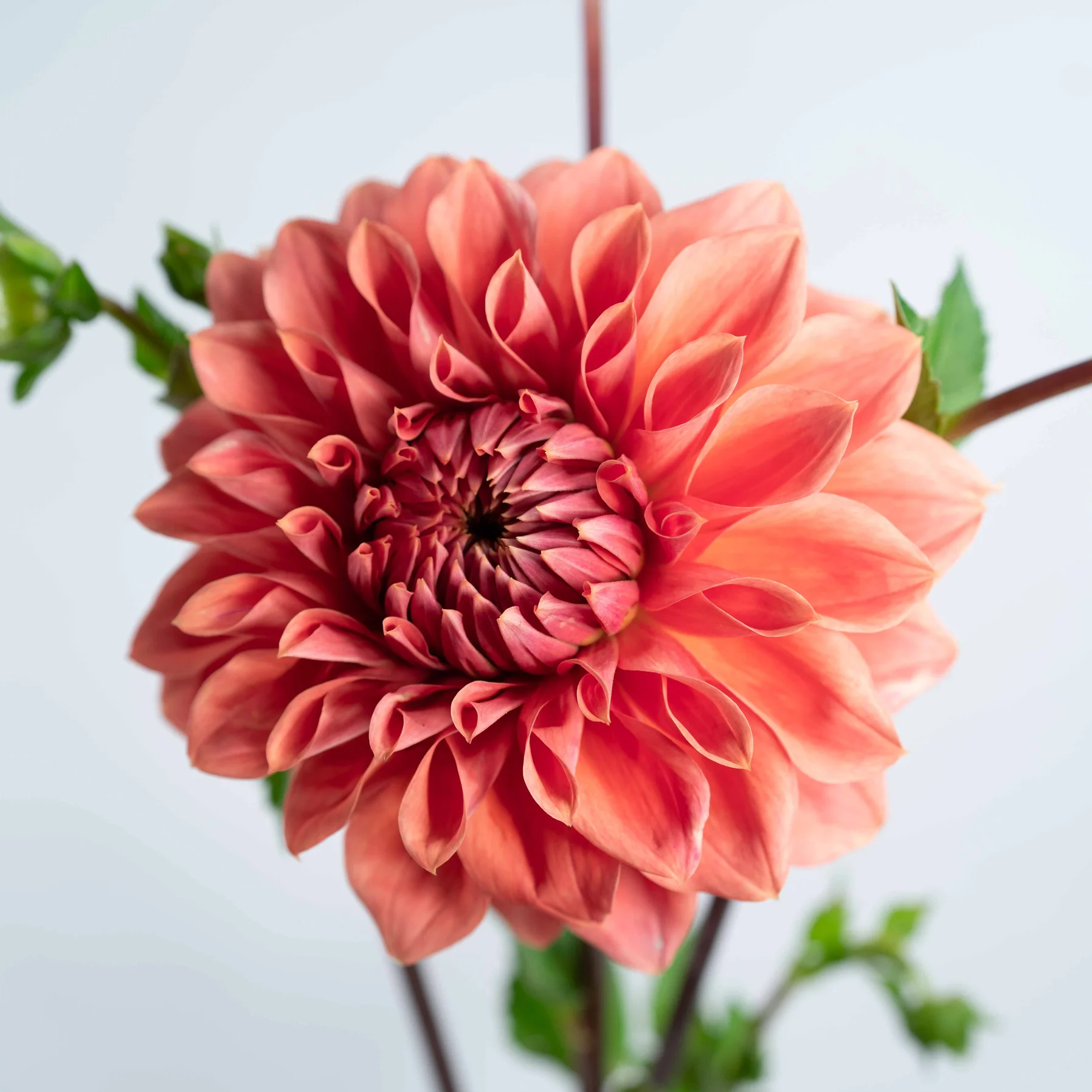 Dahlia ‘Hy Patti’