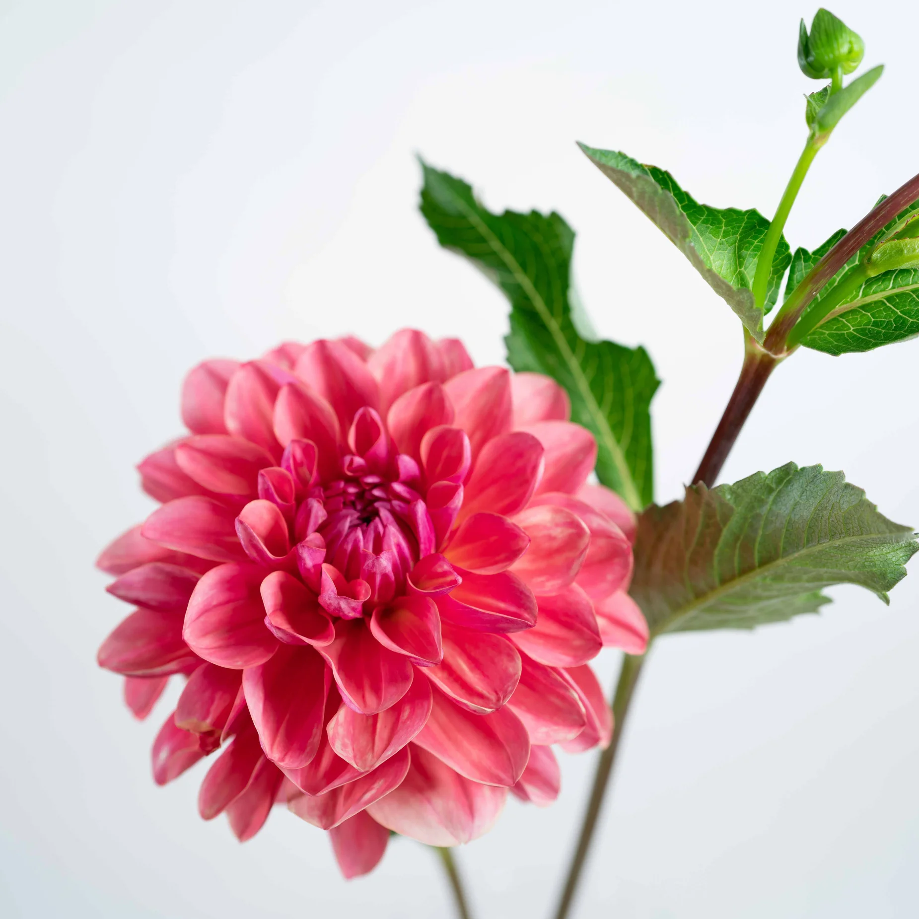 Dahlia ‘Intrigue’
