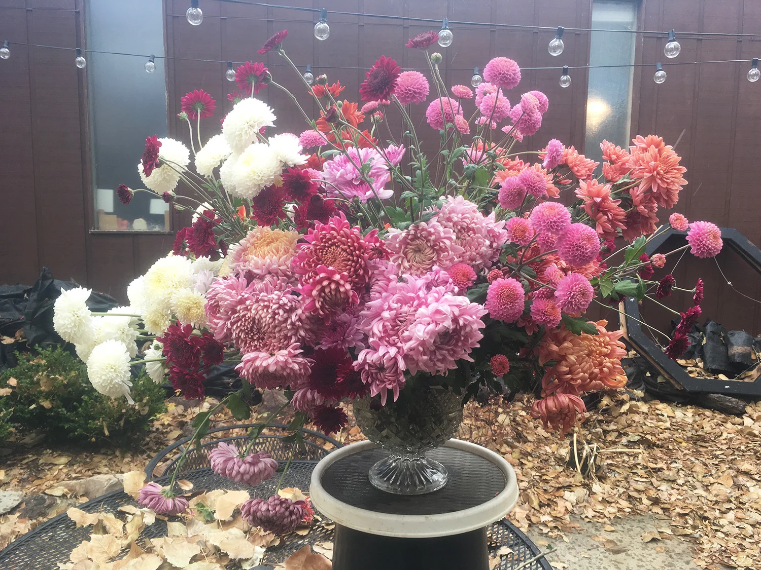 A kind of crappy picture of a really beautiful November compote filled with mums: ‘Lavender Pixie’, ‘Shock’, ‘Coral Charm’, ‘Apricot Alexis’, ‘Obsession’, ‘Savannah Charlton,’ ‘Alexis’, ‘Moonbeam’, ‘Norton Vic’.