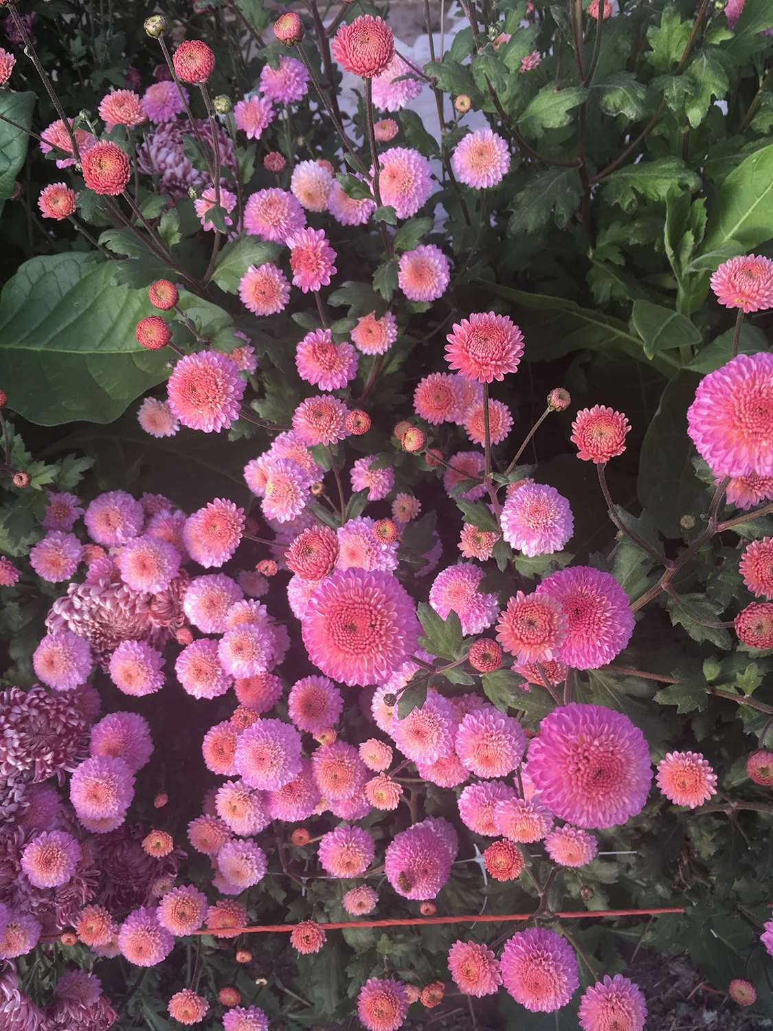 ‘Lavender Pixie’ - yes, really much more pink than lavender.