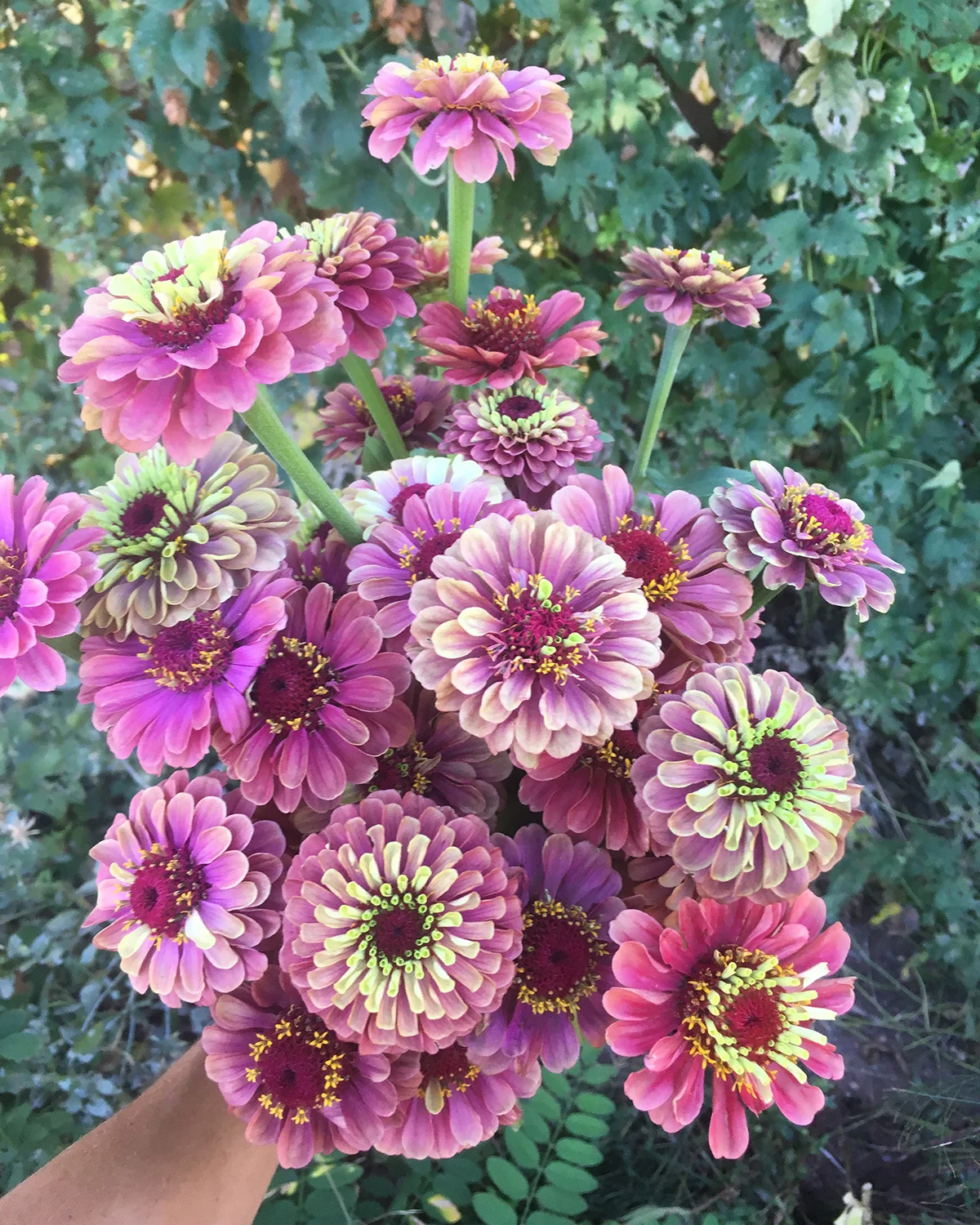 ‘Queen Red Lime’