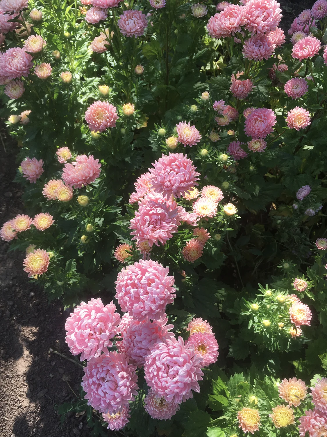 China aster ‘Tower Chamois’