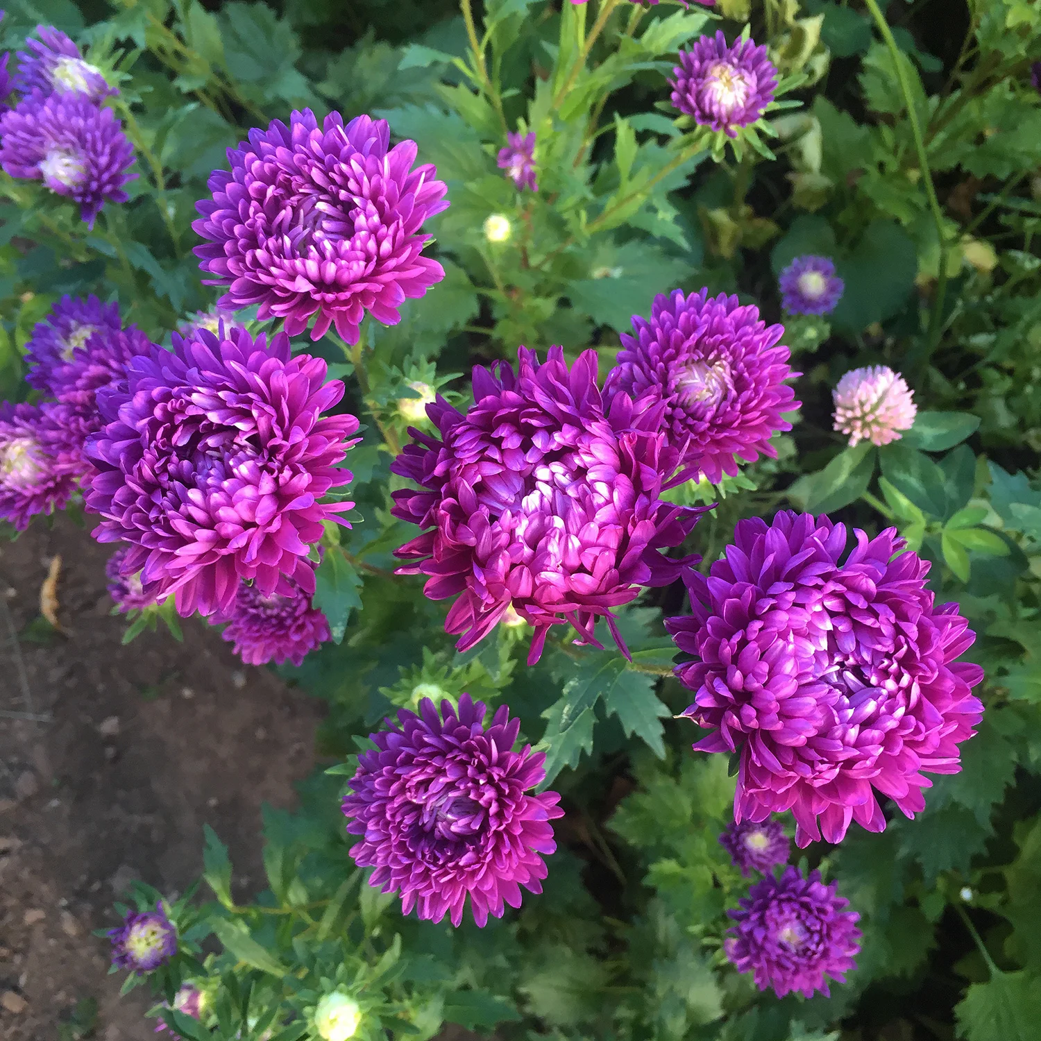 China Aster ‘Tower Violet’