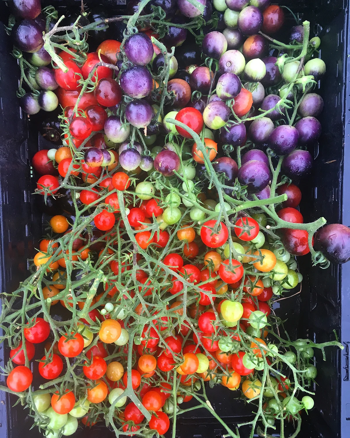 Tomatoes ‘Supersweet 100’, ‘Sungold’, and ‘Indigo Cherry Drops’.