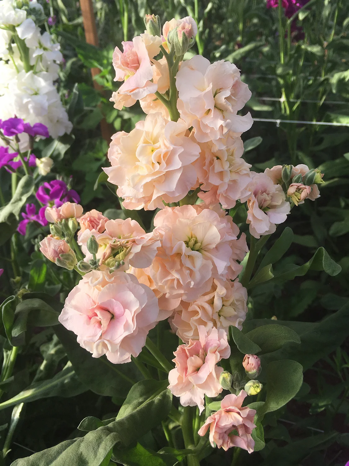 Stock ‘Quartet Apricot’, showing off its ruffles.