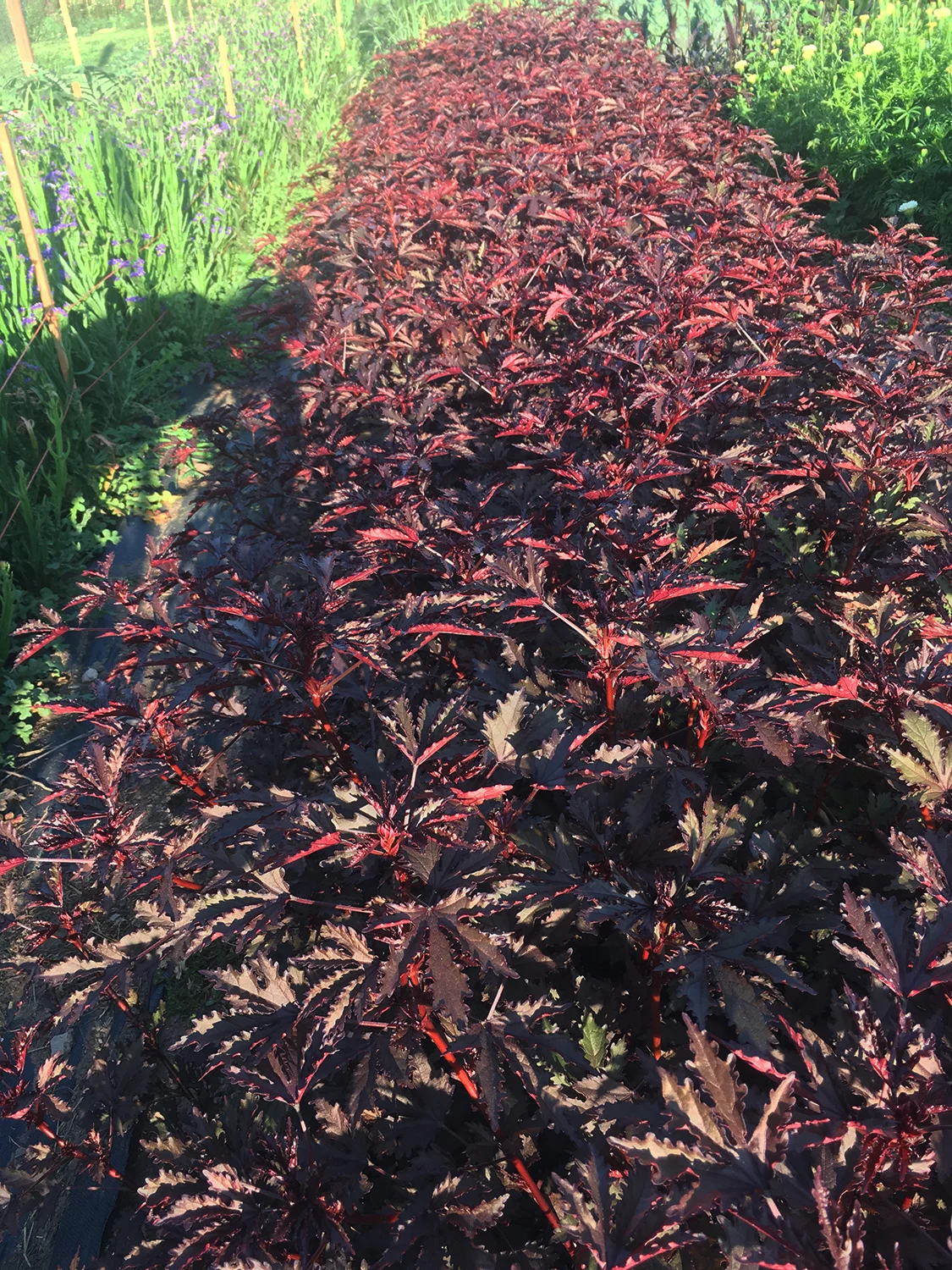 Dense! Hibiscus ‘Mahogany Splendor’